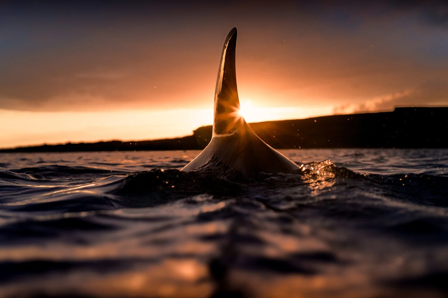 Silhouette of a bottlenose dolphin’s dorsal fin cutting through calm Atlantic water at sunset, the golden sun bursting around its edge on Ireland’s west coast.