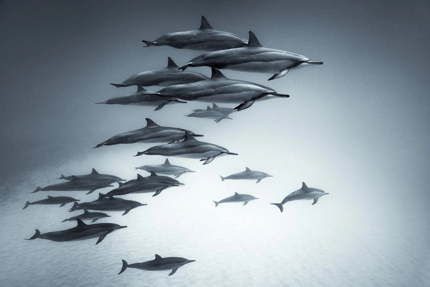 spinner-dolphin-pod-over-sand.jpg