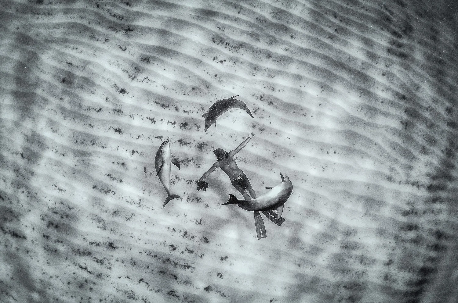 George Karbus underwater, surrounded by three dolphins in the ocean.