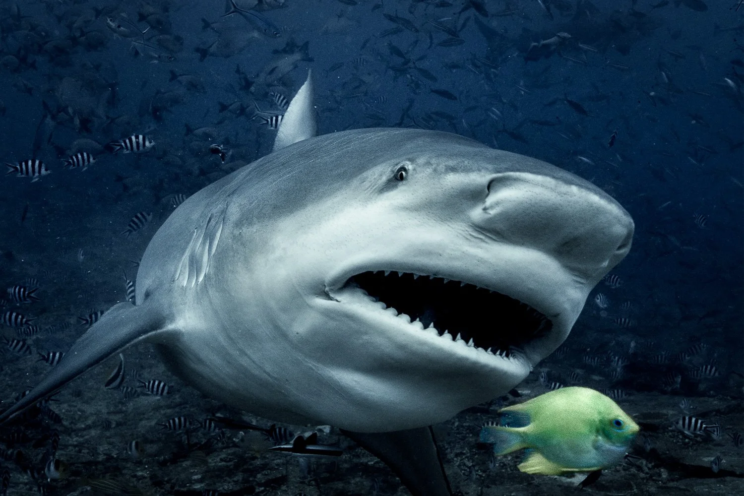 bull-shark-female-bega-lagoon-fiji.jpg