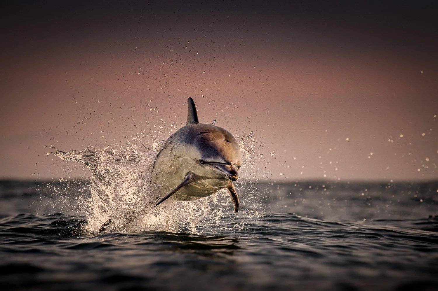 A common dolphin leaping out of water during sunset, creating splashes as it breaches the surface.