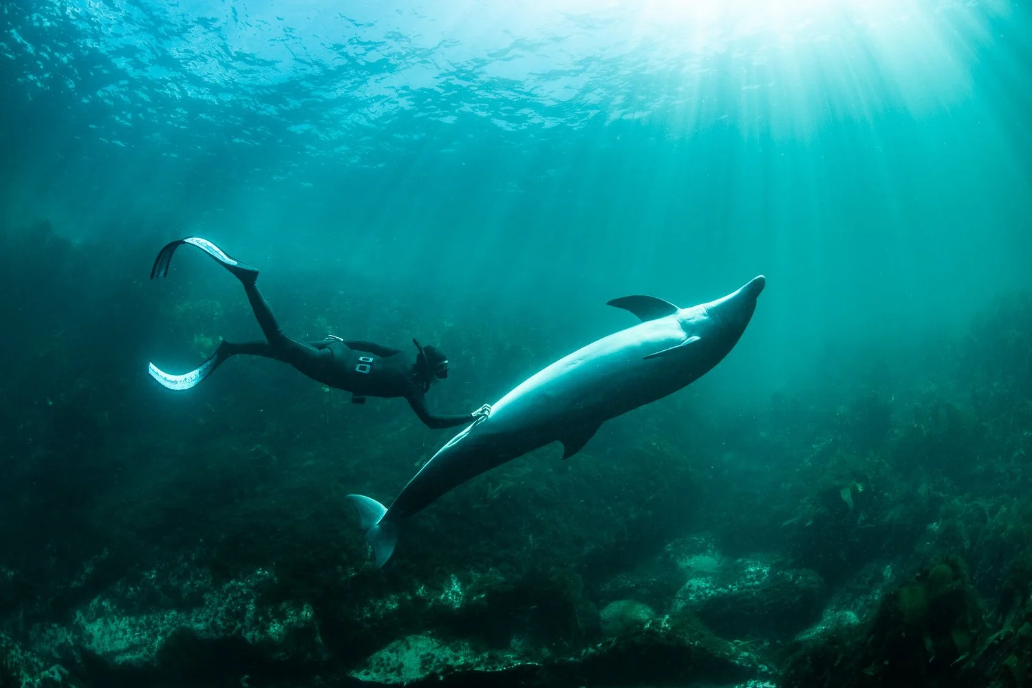 Freediver drifting alongside a bottlenose dolphin as soft beams of Atlantic light cascade through the surface, illuminating their synchronized movement.