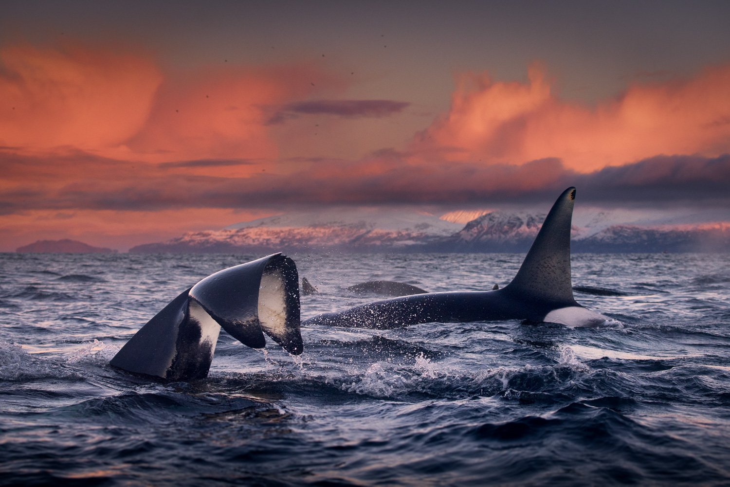 orcas-hunt-epic-sunset-mountains-snow-arctic.jpg