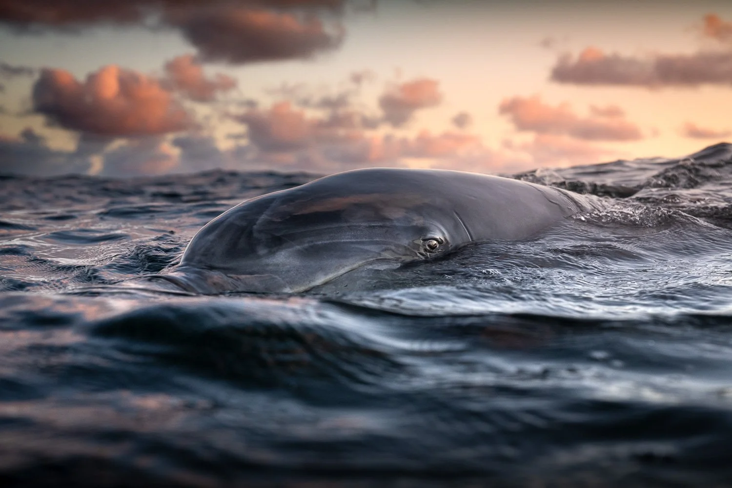 dusty-dolphin-eye-above-water-golden-light.jpg
