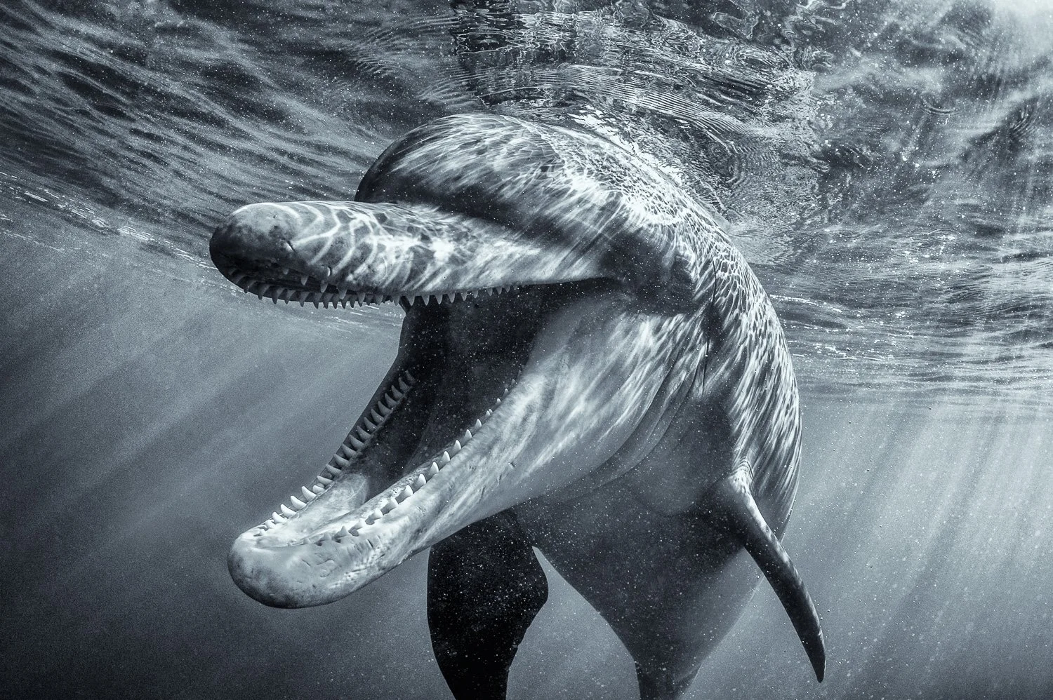 bottlenose-dolphin-open-mouth-underwater.jpg