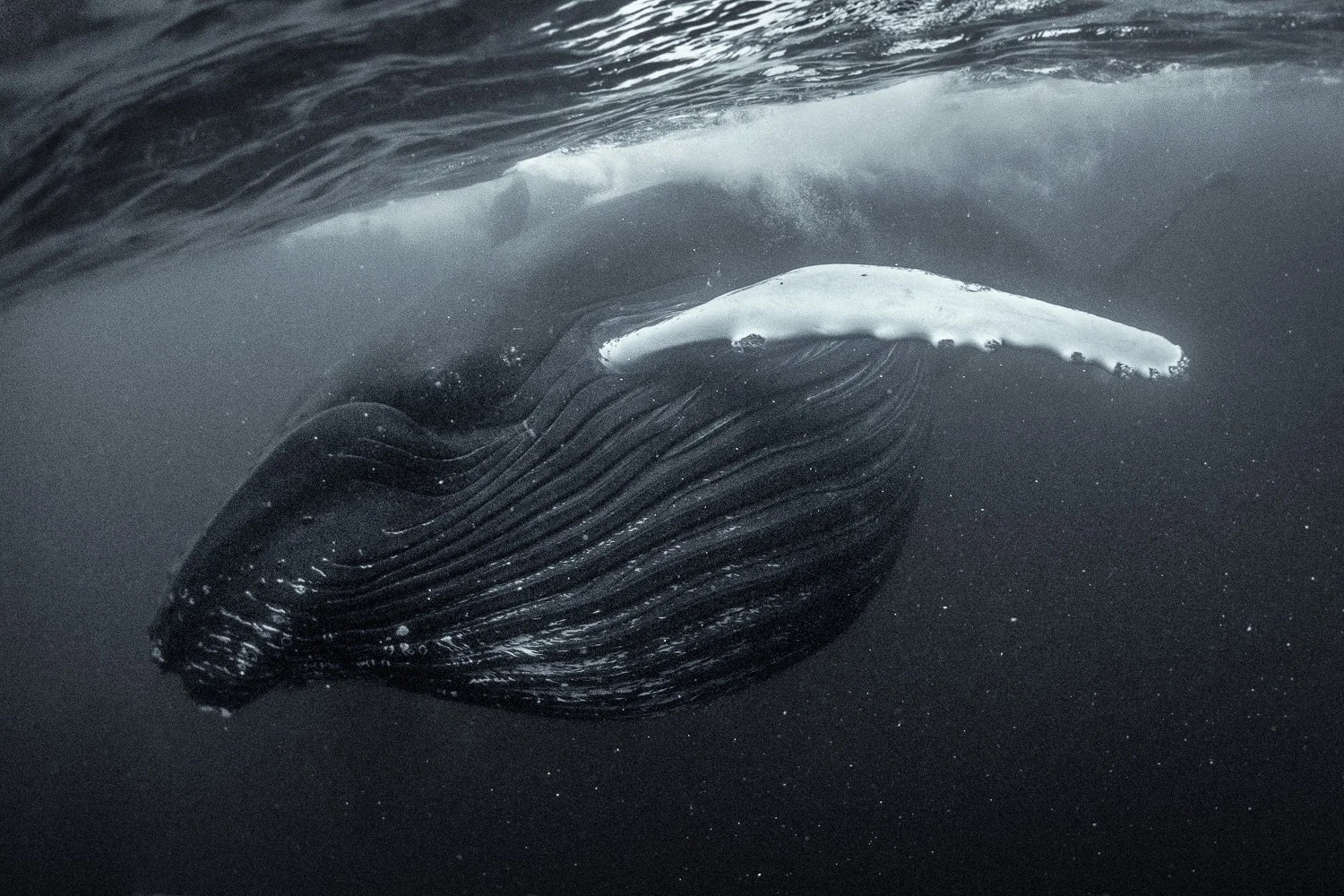 feeding-humpback-whale-full-mouth-herring-run-underwater-norway.jpg