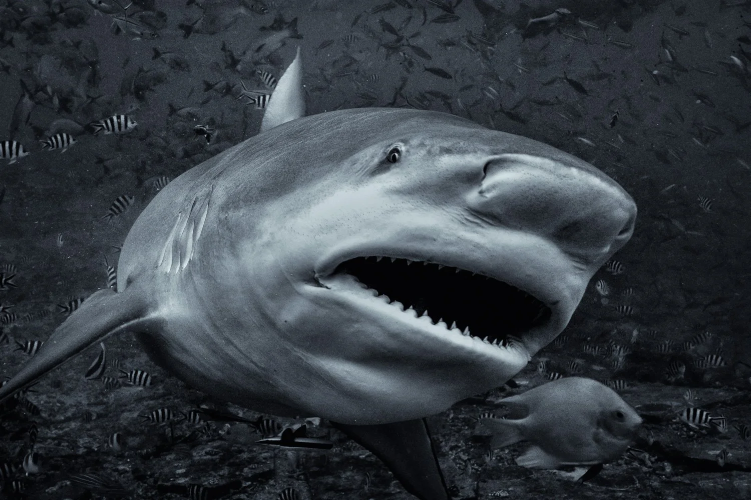 bull-shark-close-up-underwater-photography.jpg