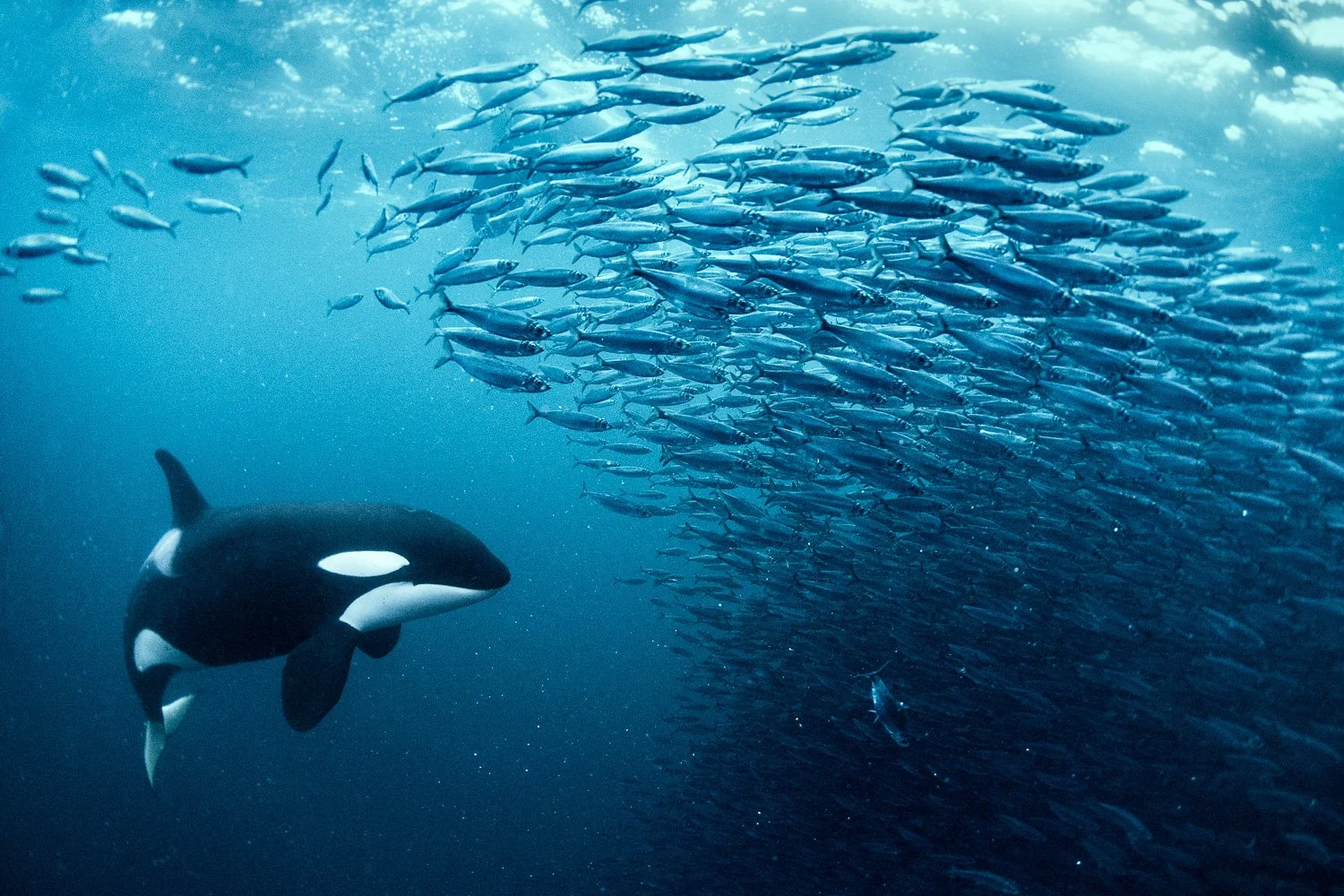 Orcas of Arctic