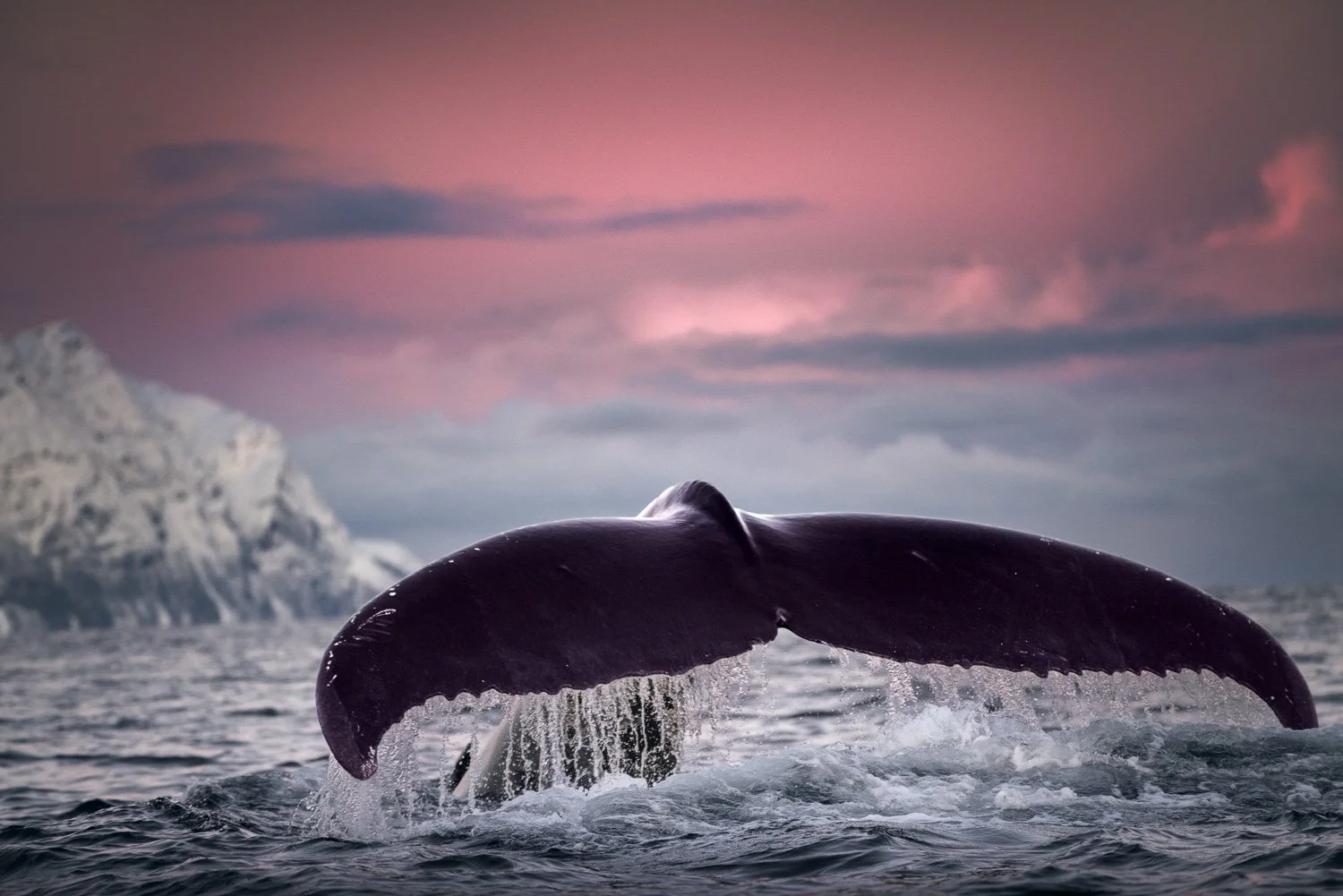 massive-whale-dive-sunset-snow-mountain-norway-arctic.jpg