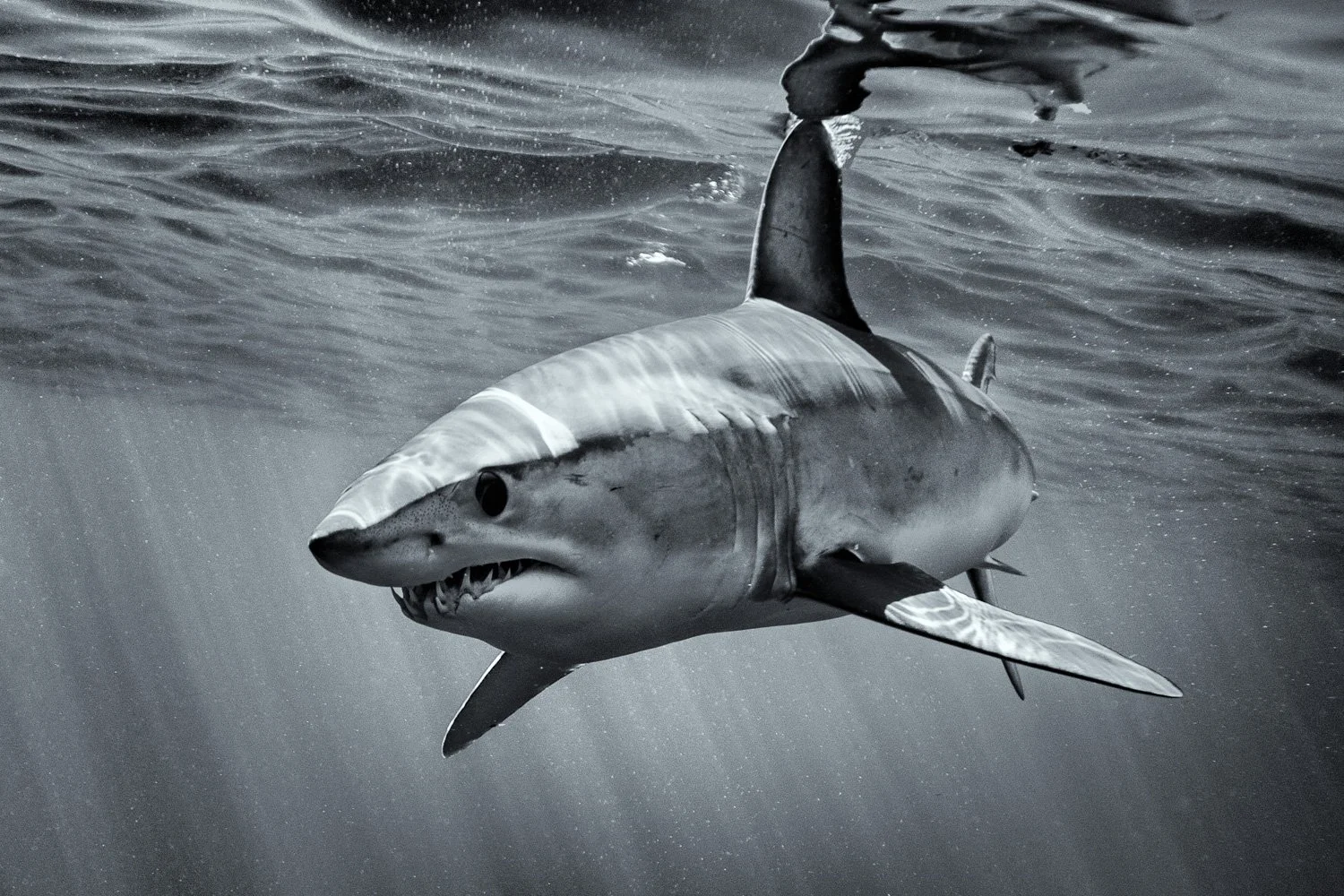 mako-shark-underwater-portrait.jpg