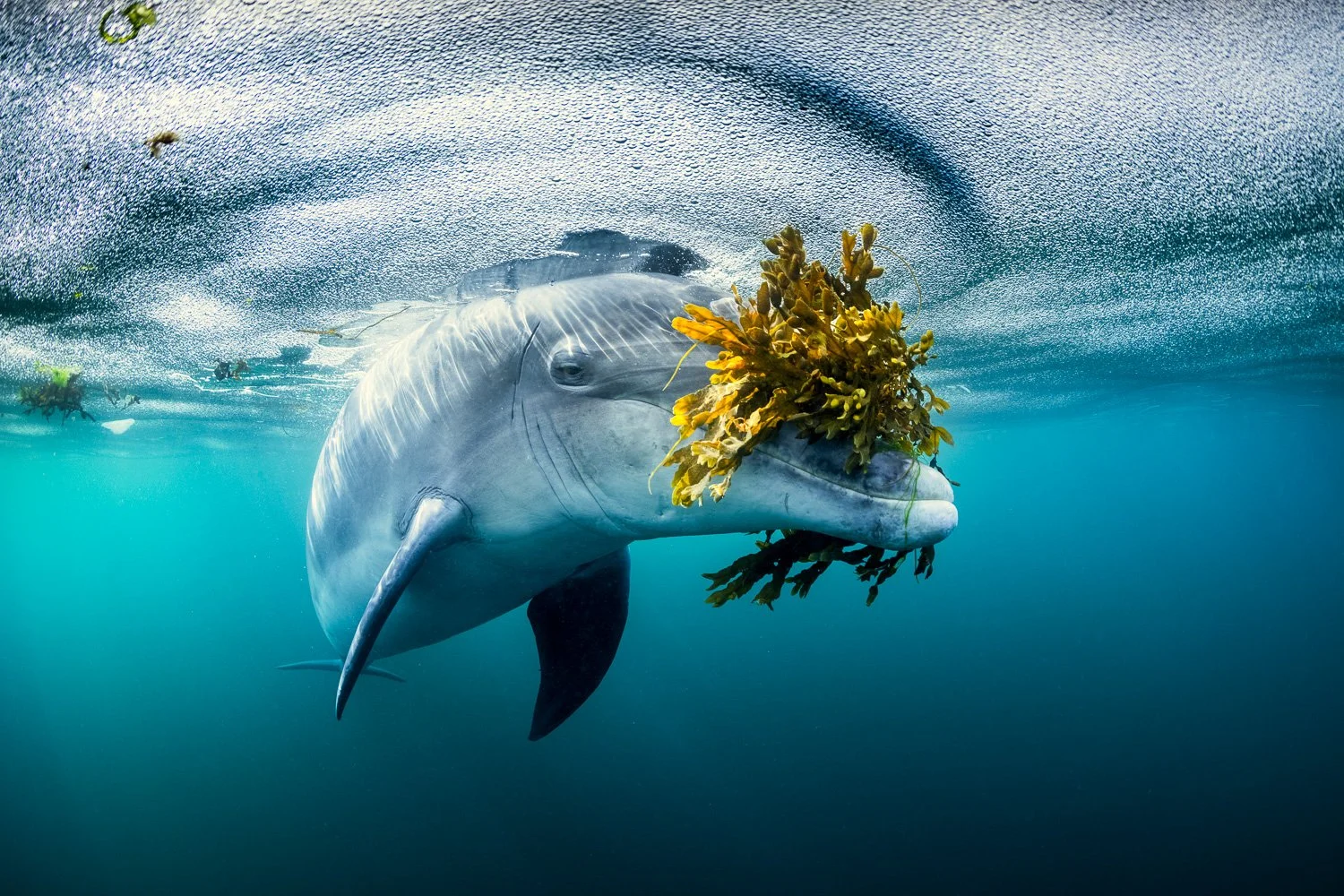Following weeks of rough weather, the dolphin reappeared in a moment of calm magic, emerging from below the surface with a seaweed ‘flower’ balanced on her nose as sweeping foam patterns drifted around her, creating an unusually atmospheric scene