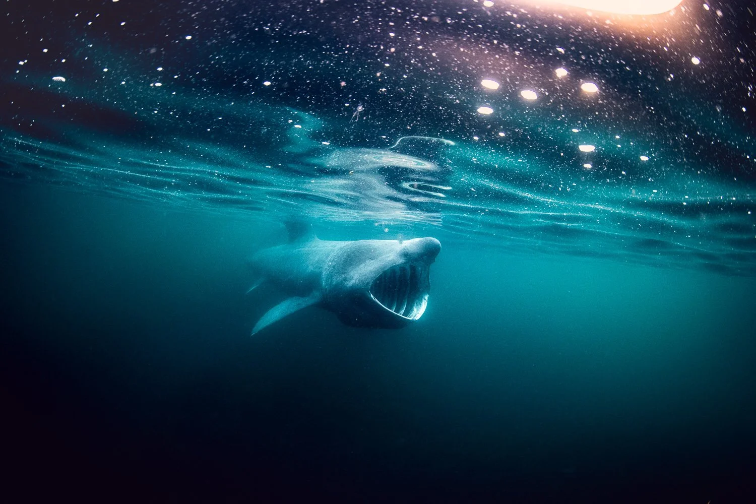 basking-shark-surface-feeding-ocean.jpg