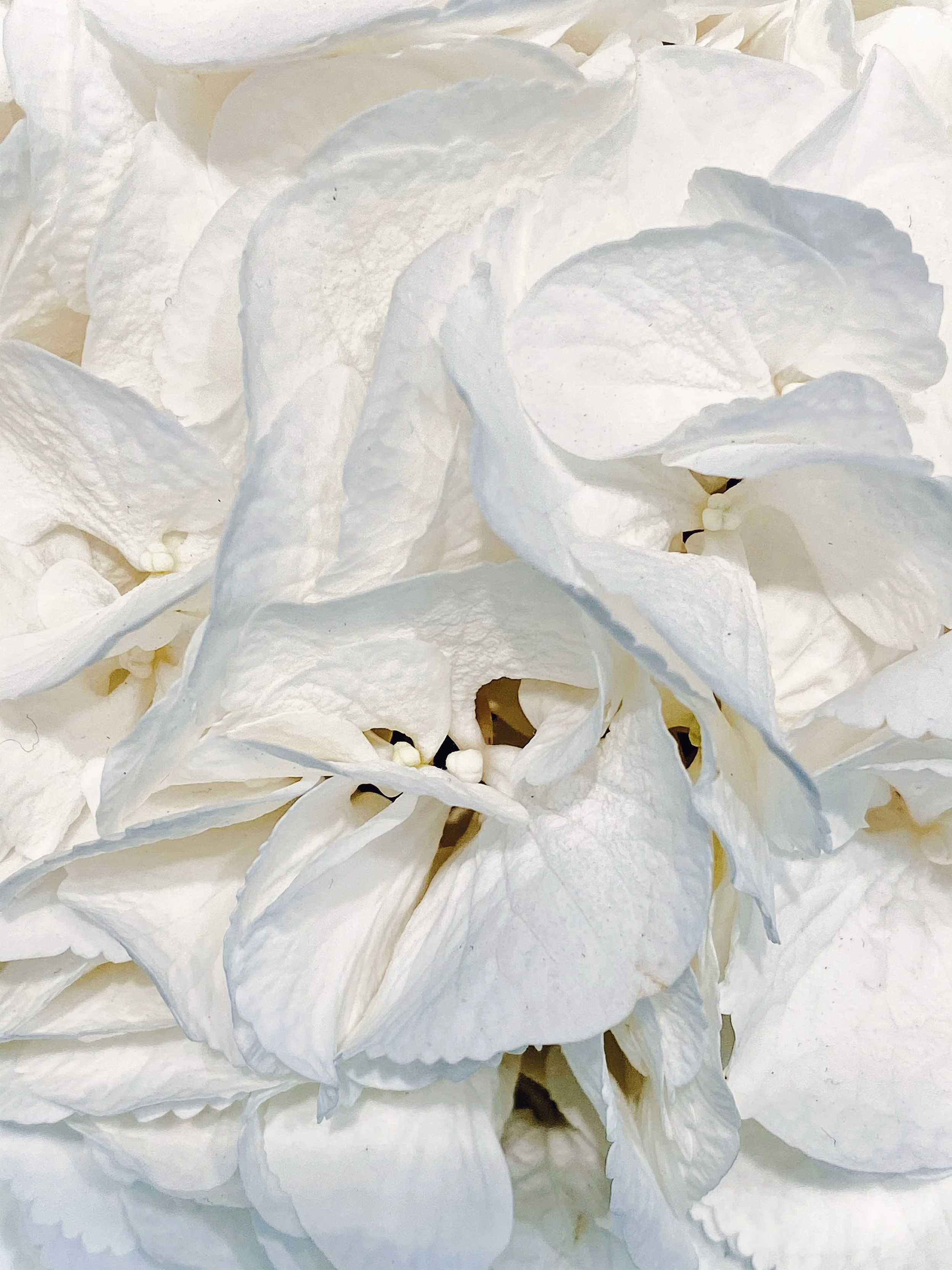 The Hydrangea Collection: Finding Beauty in Delicate Details