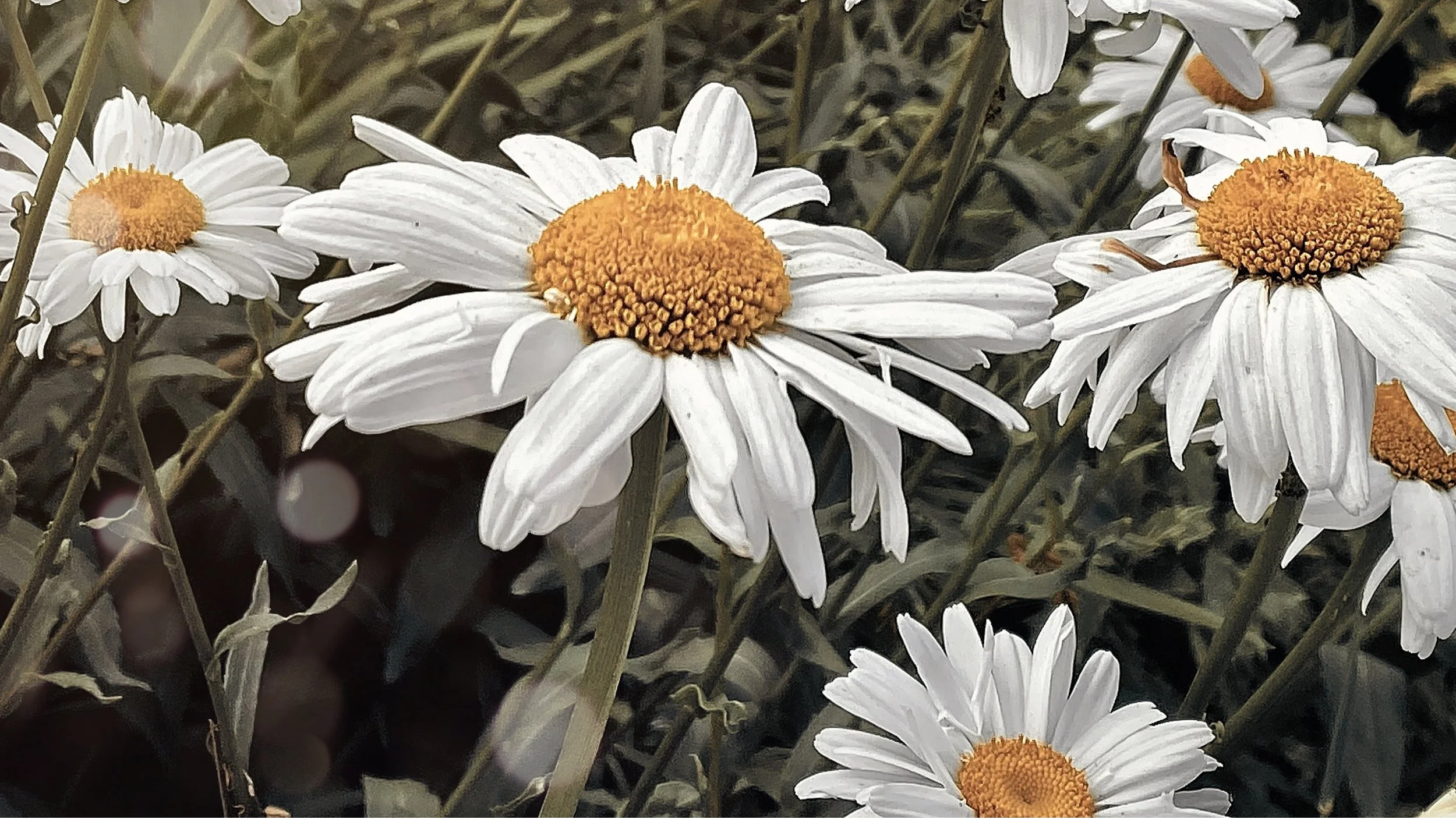 The Daisy Collection: A Celebration of Simplicity