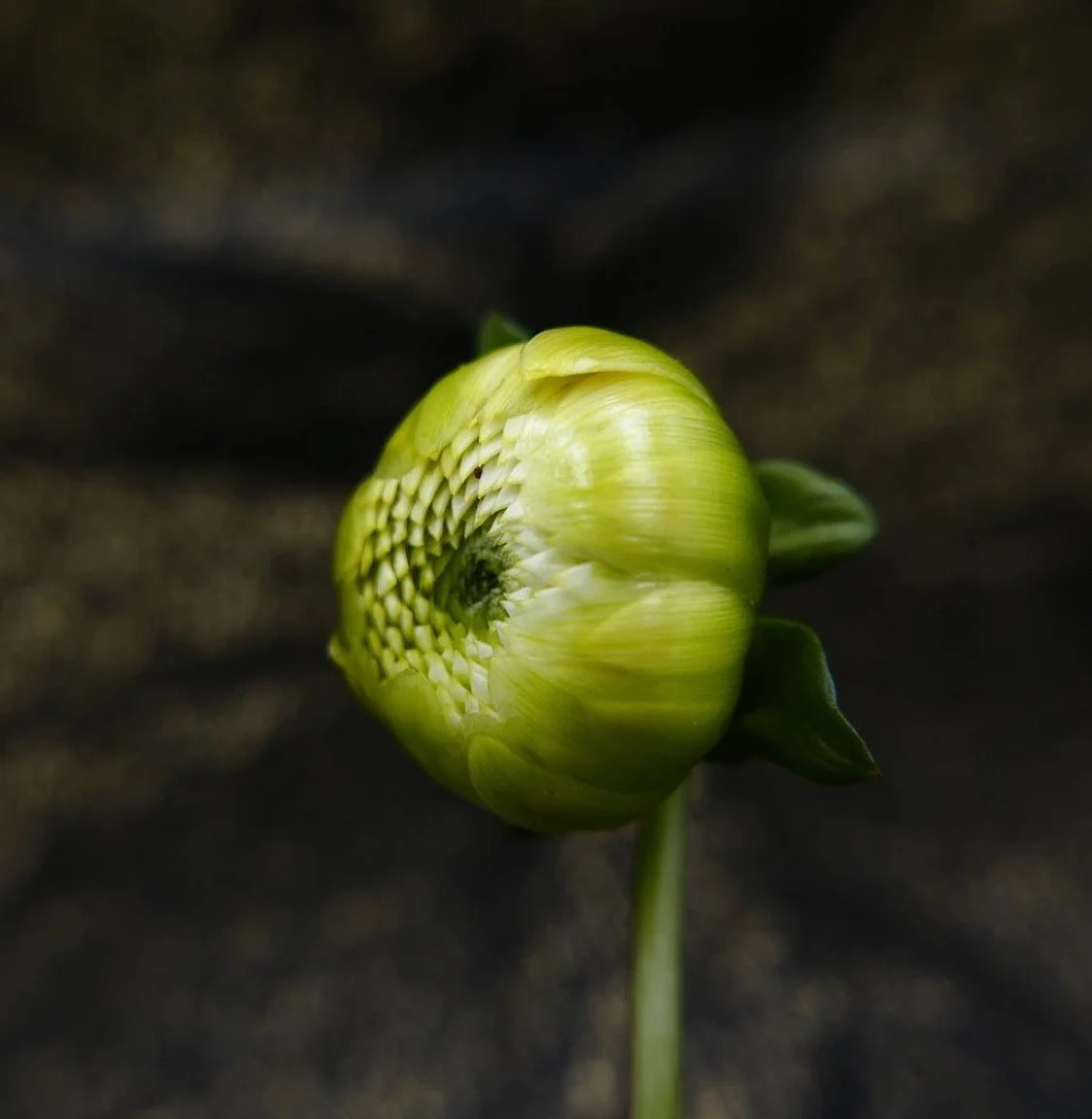 Before the Bloom