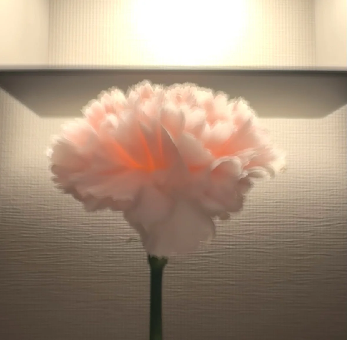 A Letter to the One Who Stands before this Bloom