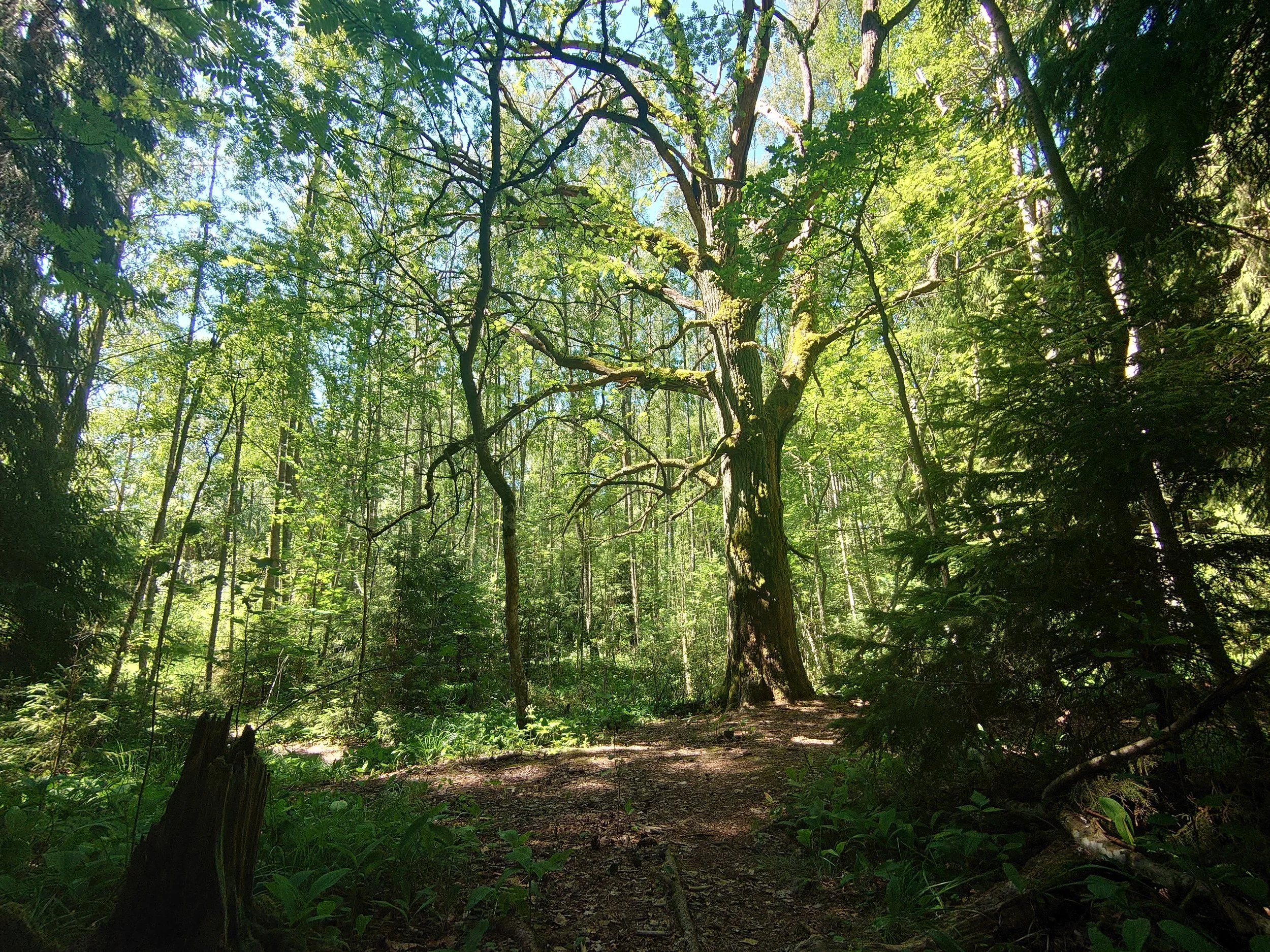 Iso Tammi, Ekudden (Porvoo, FI)