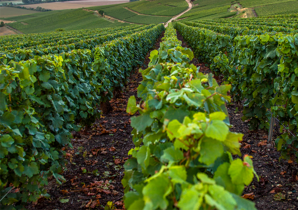 Champagne et Vins Vignes