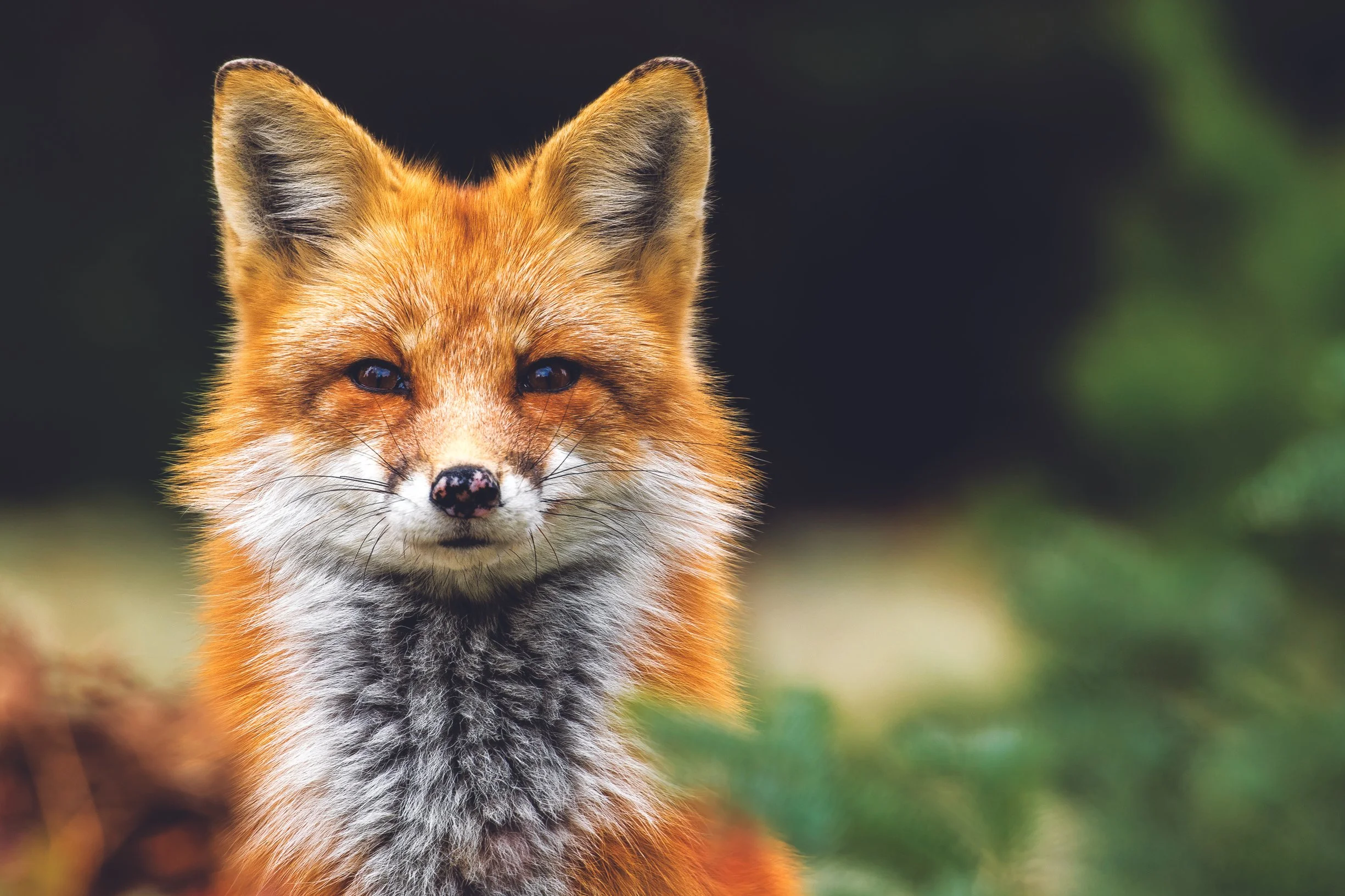 For the love of a fox