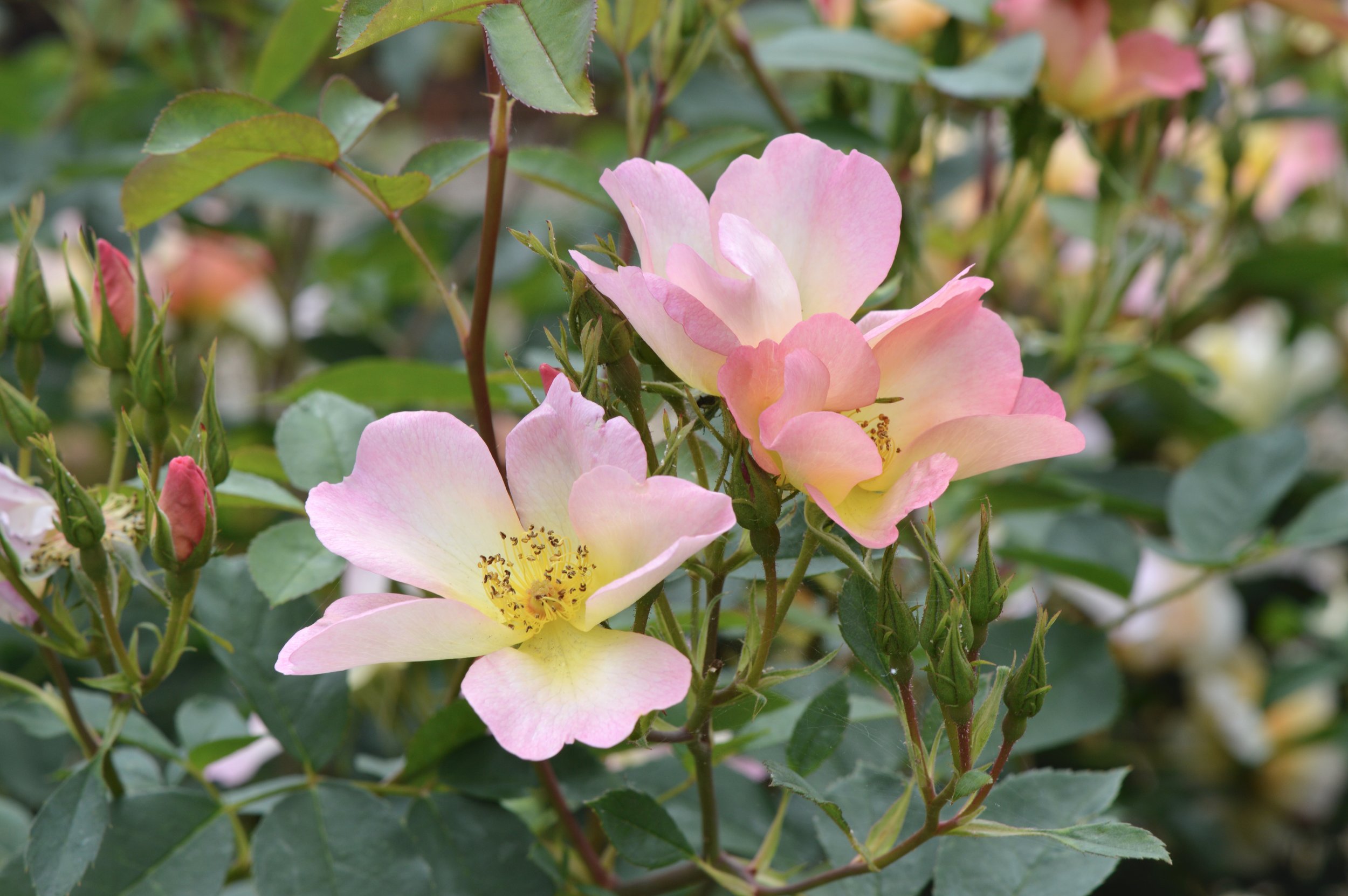 ‘Morning Mist’.JPG