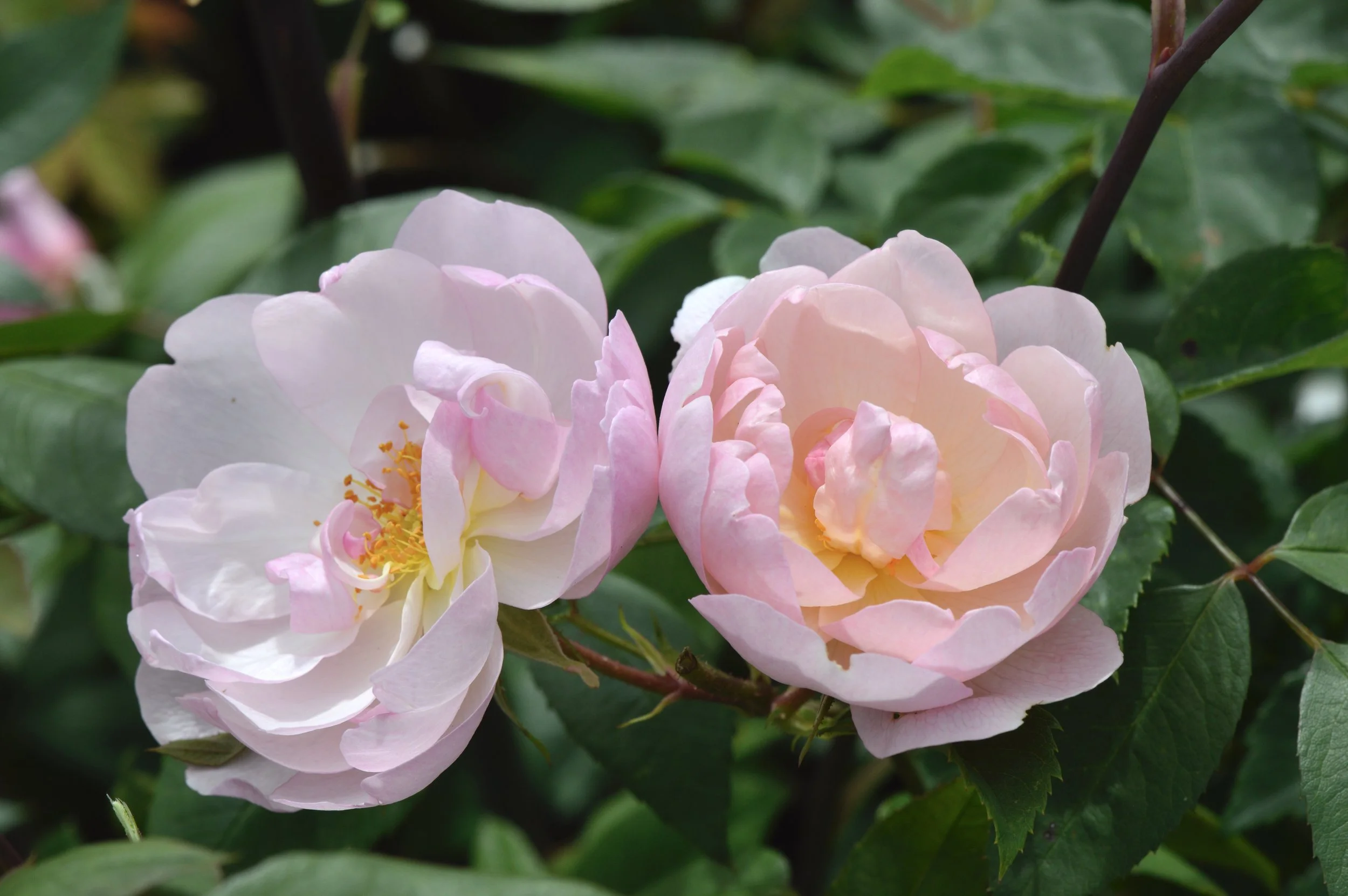 ‘Scarborough Fair’.JPG