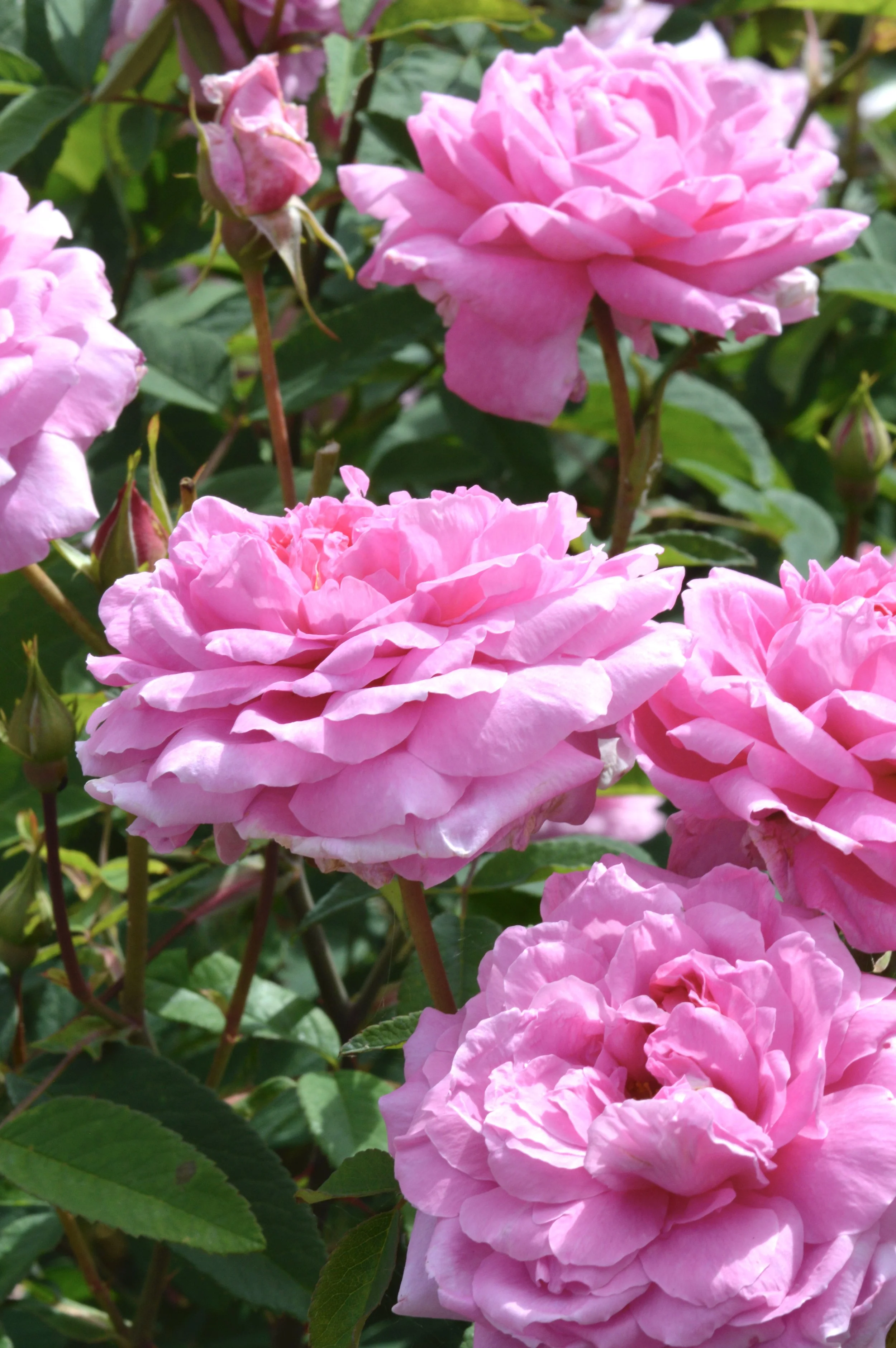 'The Mayflower' 2.JPG