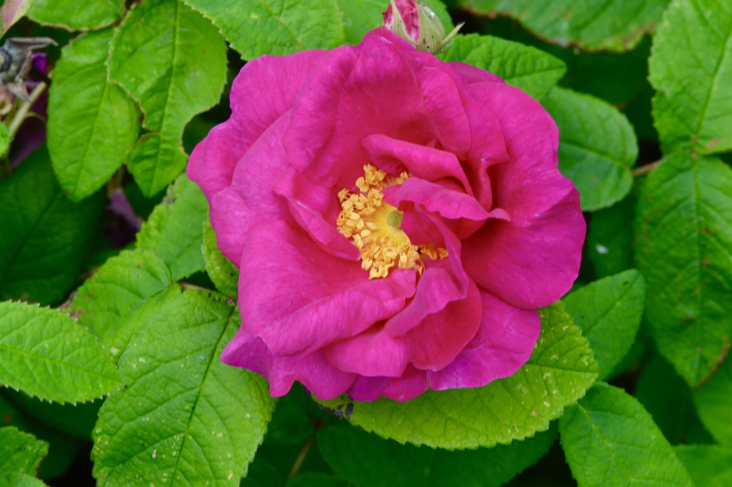 The Apothecary's Rose.JPG