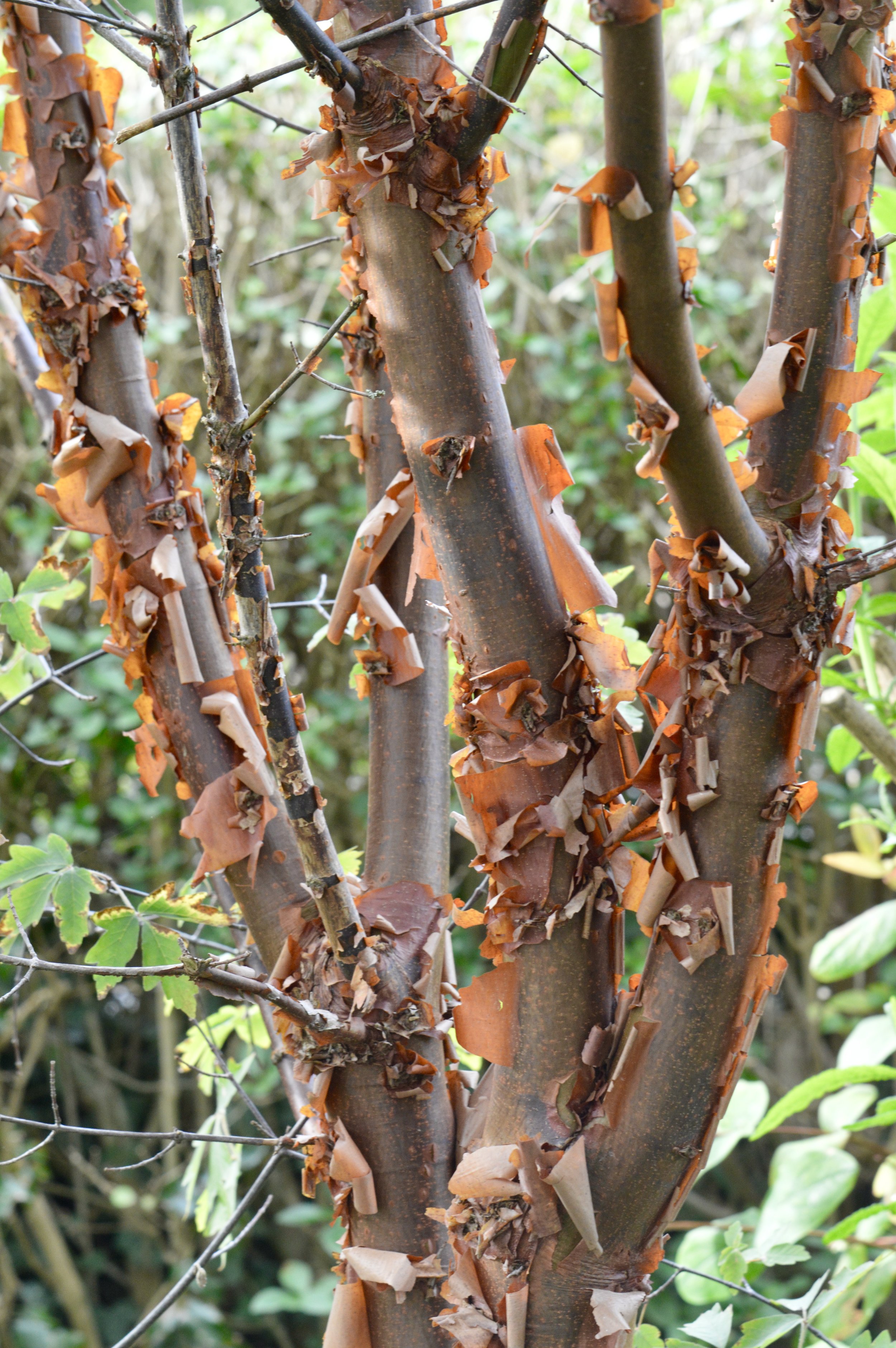 Cinnamon colours of the paperbark maple.JPG