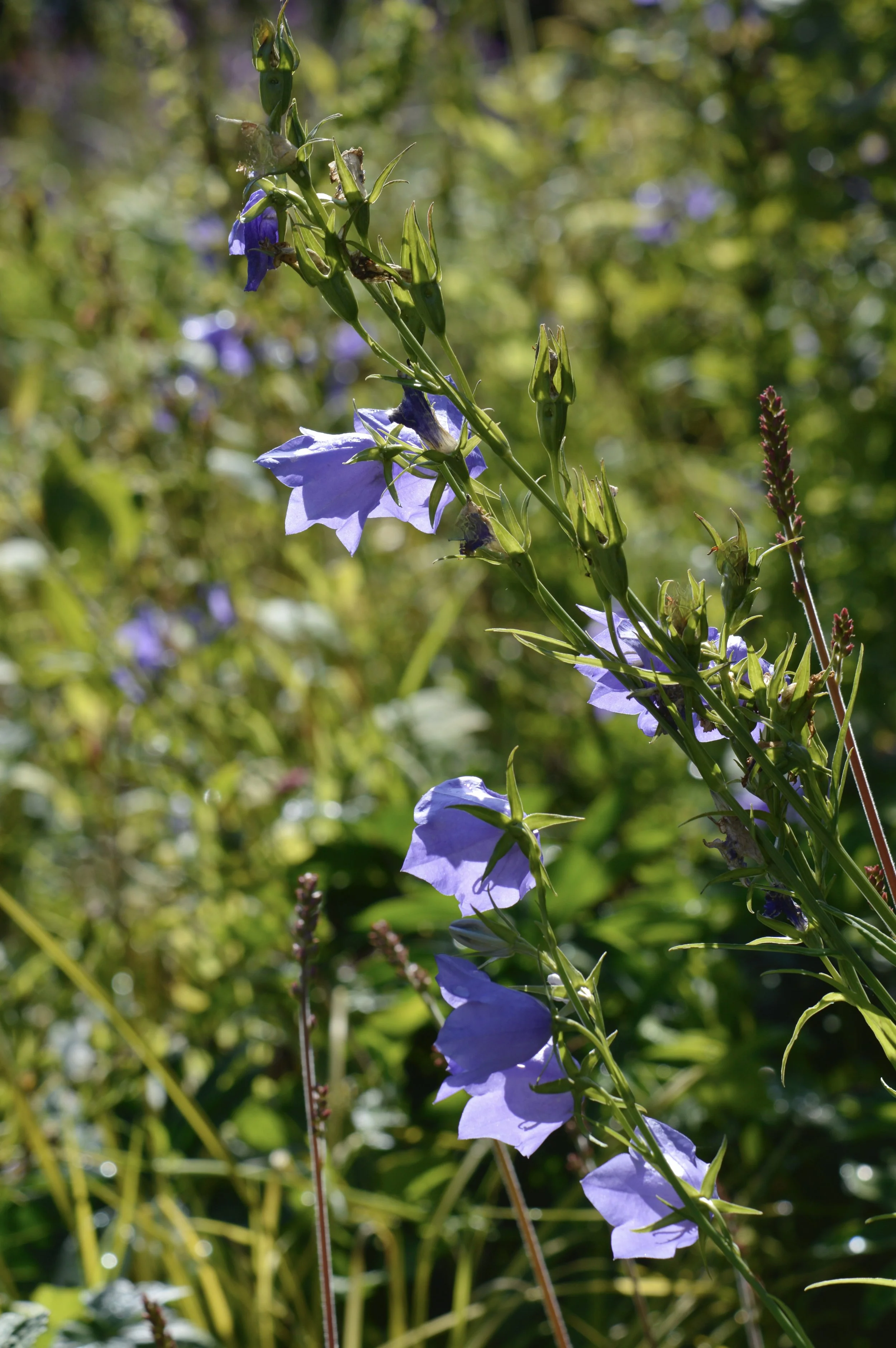Canterbury bells backlit by summer sun.JPG