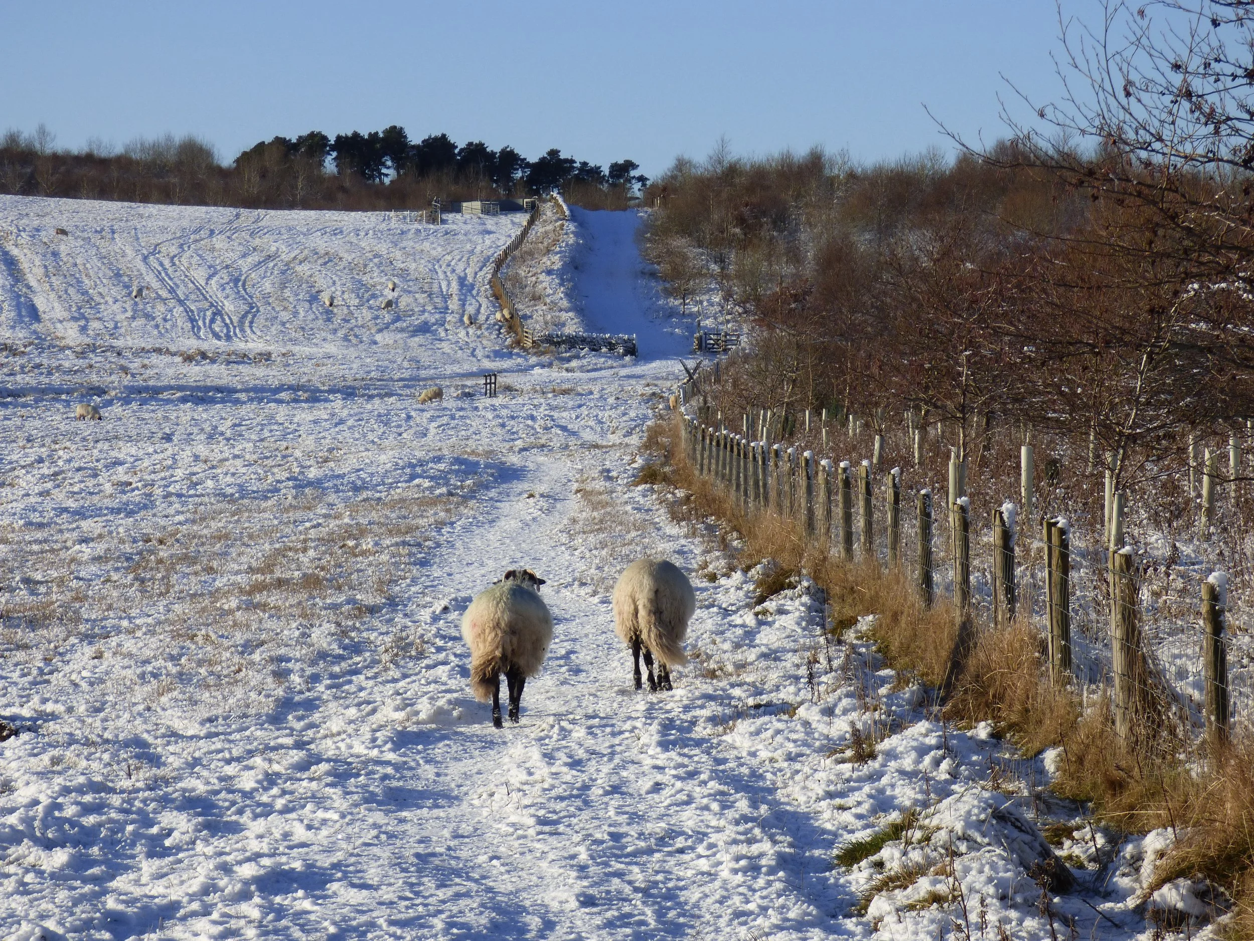 Seasons of snow and sun