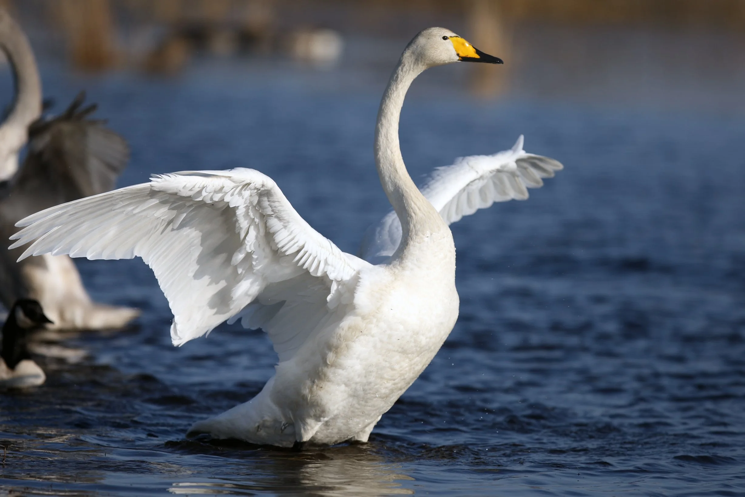 Return of the wild swans — The Northumbrian magazine