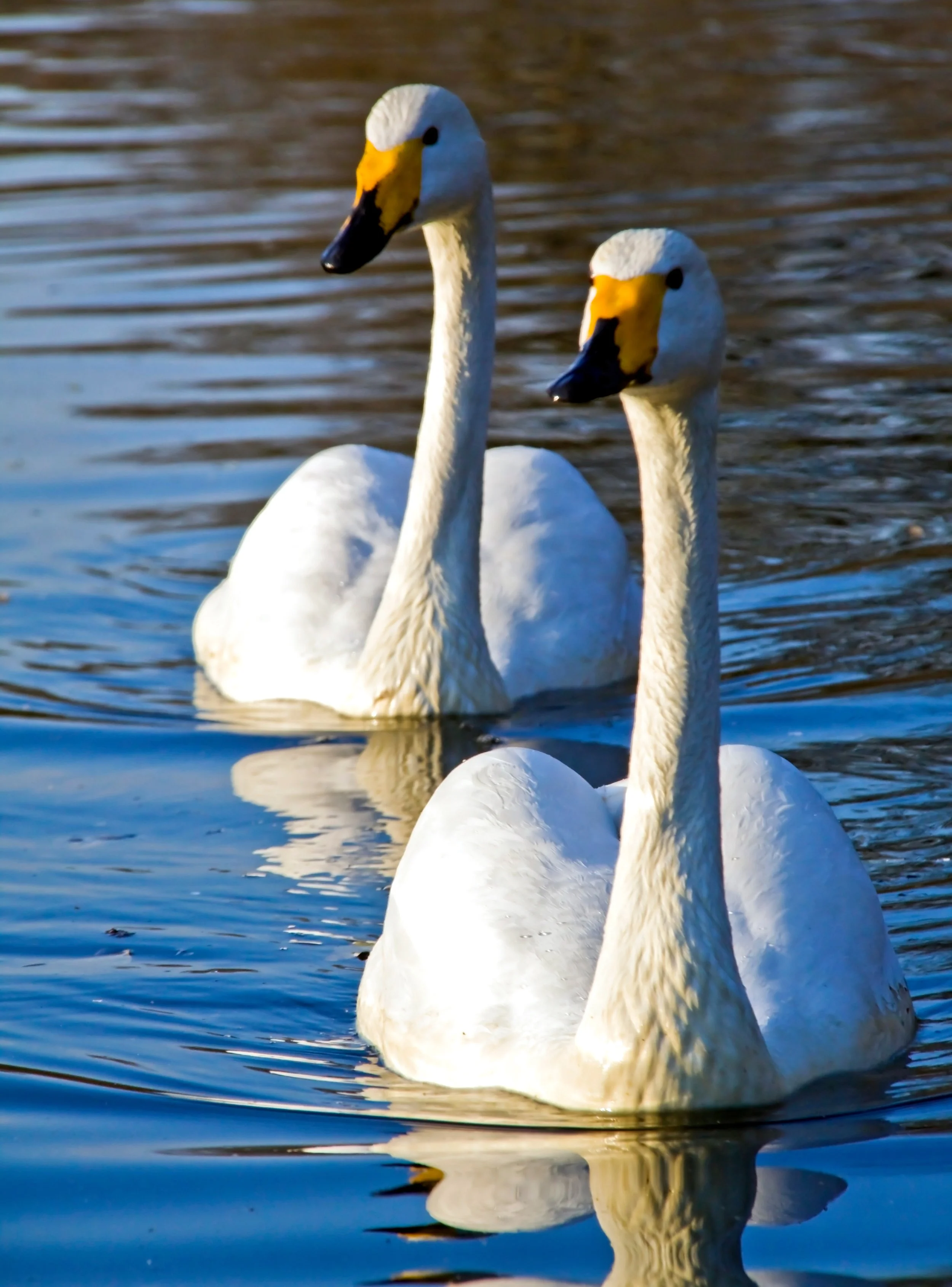 Return of the wild swans — The Northumbrian magazine