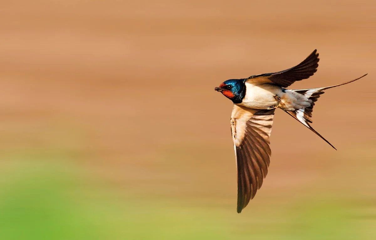 Two swallows do at last this summer make