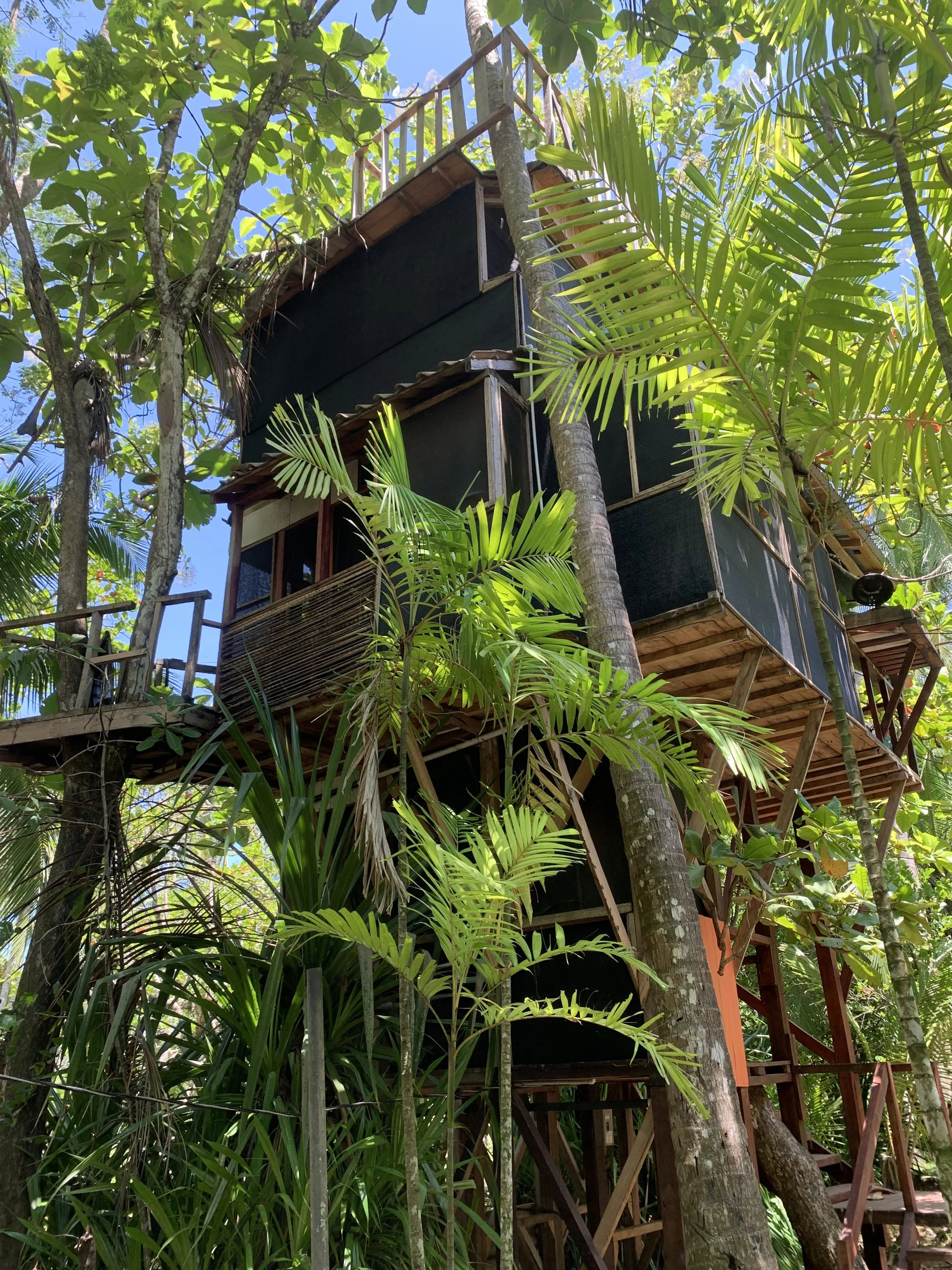 Treehouse built among lush green trees with wooden and black panels, in a tropical forest setting.