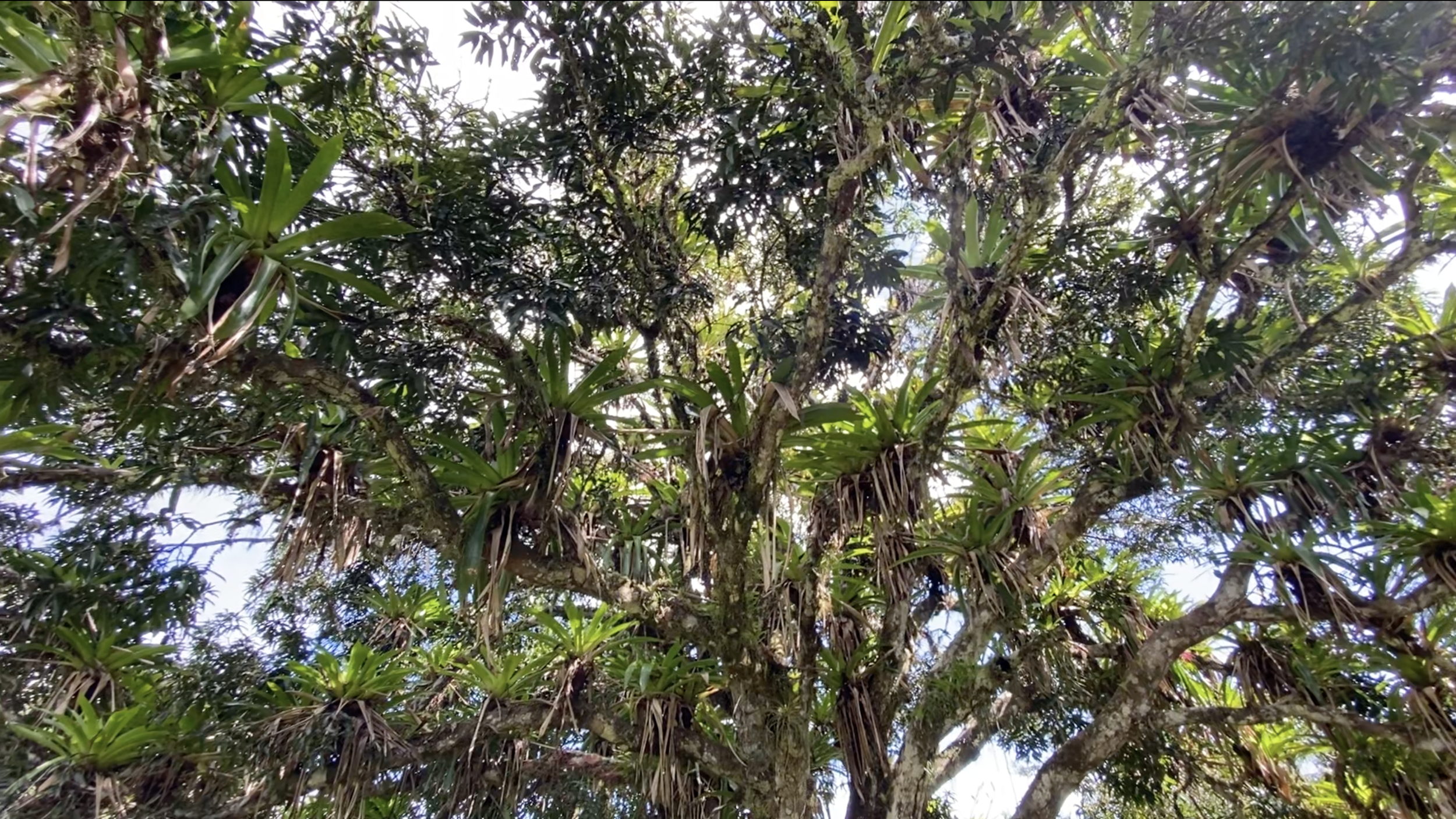 Looking up at a dense green tree canopy with branches and leaves, some sunlight filtering through.