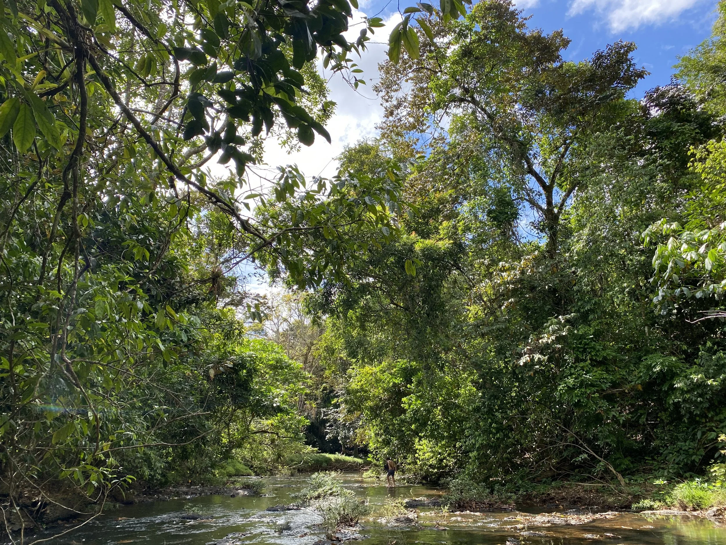 A lush green forest with large trees and dense foliage surrounds a clear, shallow river. A person is wading in the water near the riverbank, under a partly cloudy blue sky.