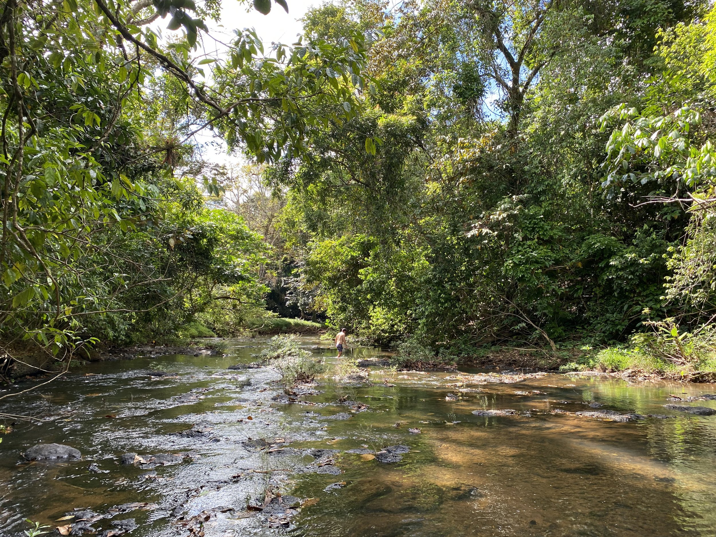 A person standing in a shallow creek surrounded by dense green trees and bushes on a sunny day.