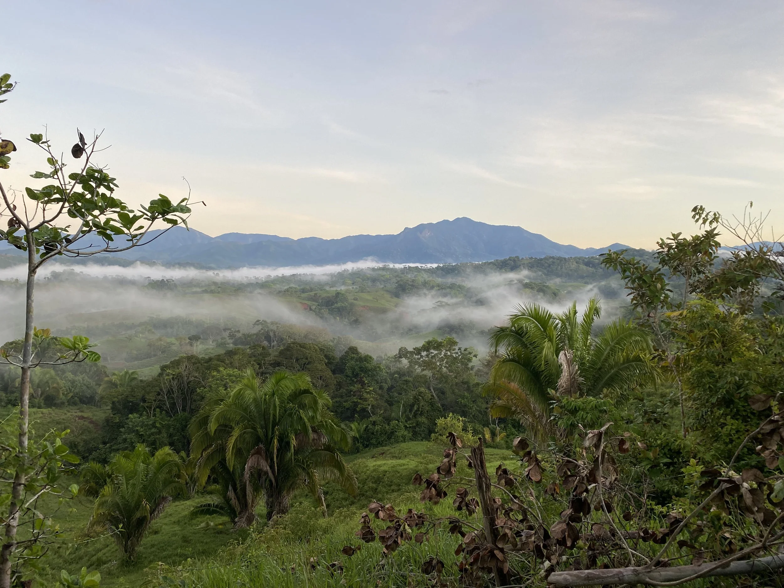 Lush green landscape with trees and plants, rolling hills, fog, and mountains in the background during early morning.