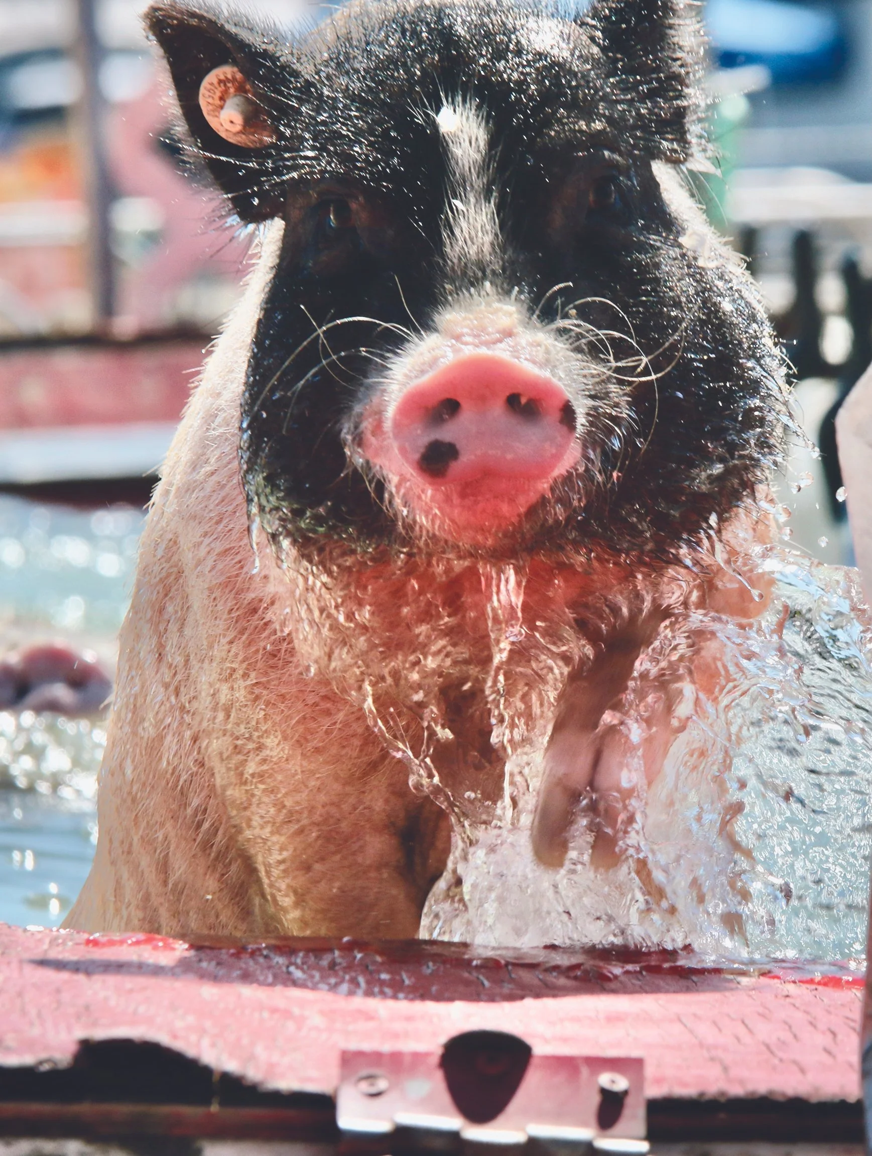 Racing+pigs+4.jpeg