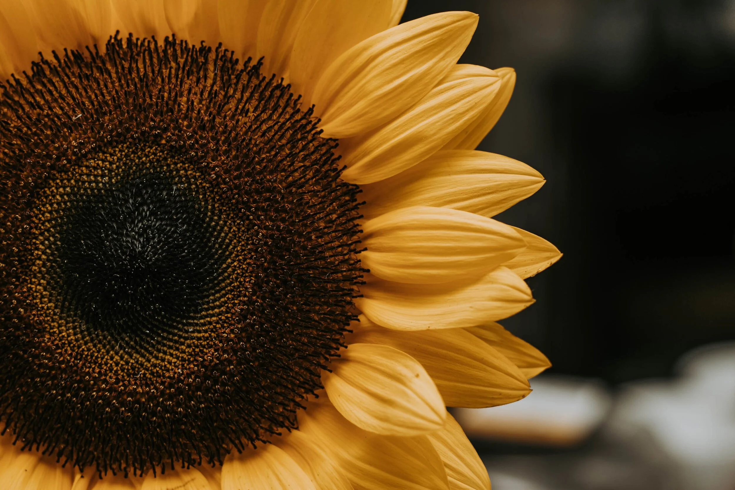 Close-up of a sunflower with bright yellow petals and a dark central disk.