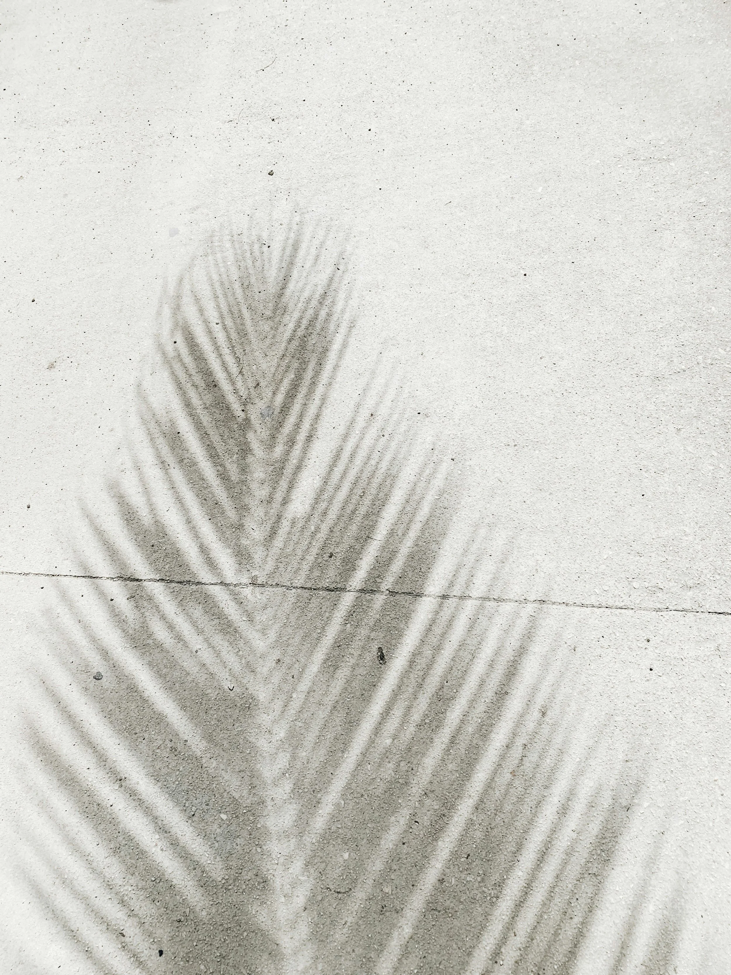 Shadows van een palmboom op het zand.