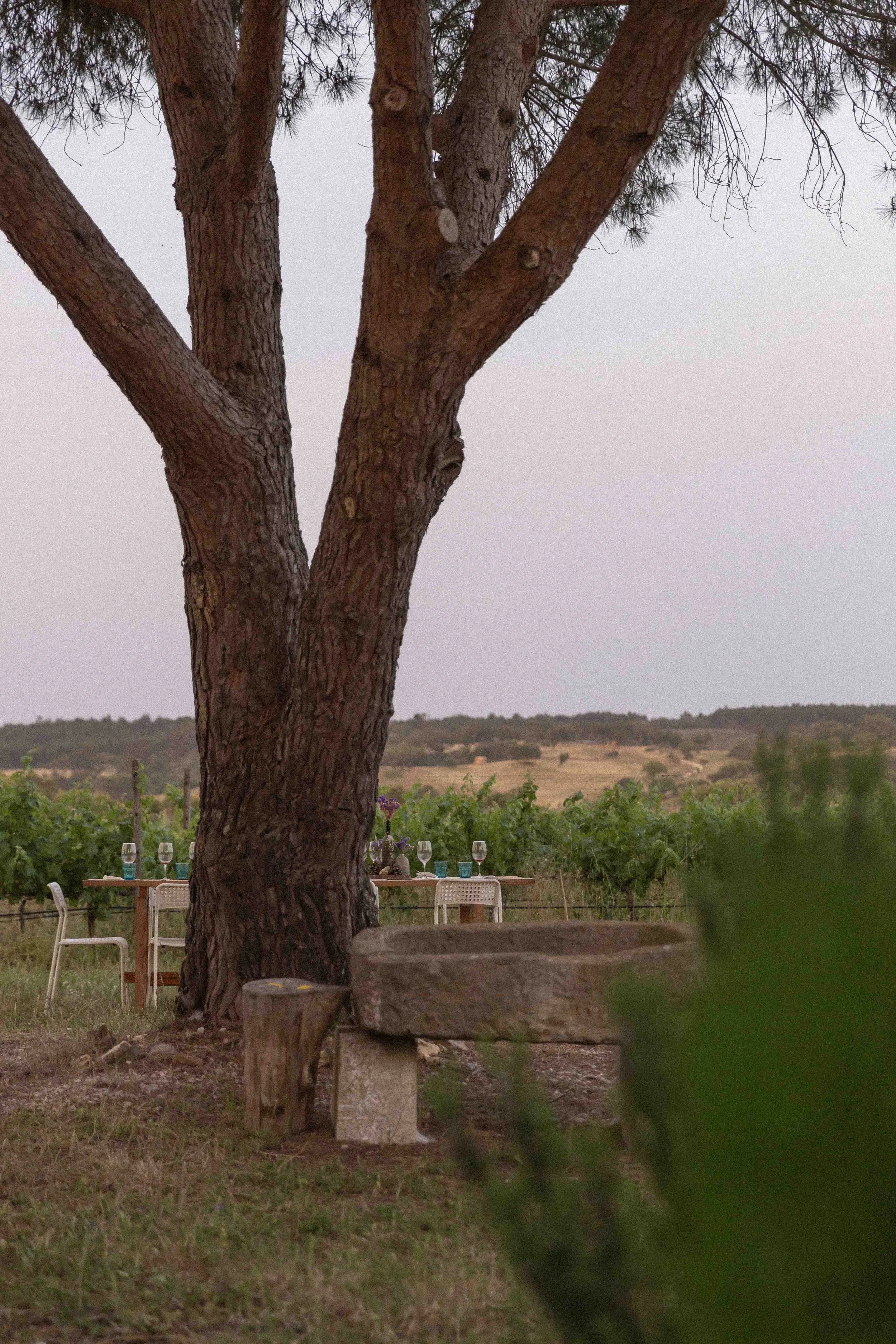 Ein Baum im Vordergrund mit einer Gartenfläche, auf der Tische und Stühle stehen, und im Hintergrund eine Landschaft mit Hügeln und Bäumen bei Sonnenuntergang.