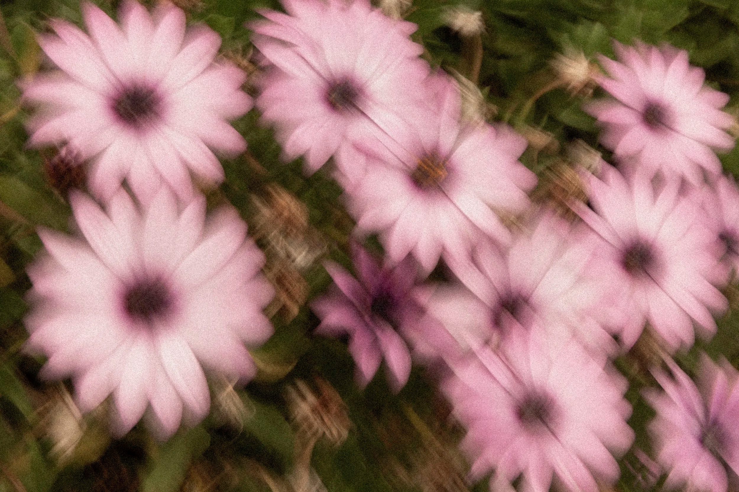 Rote und rosa Blumen mit dunklem Zentrum, umgeben von grünen Blättern auf einem Gartenboden.