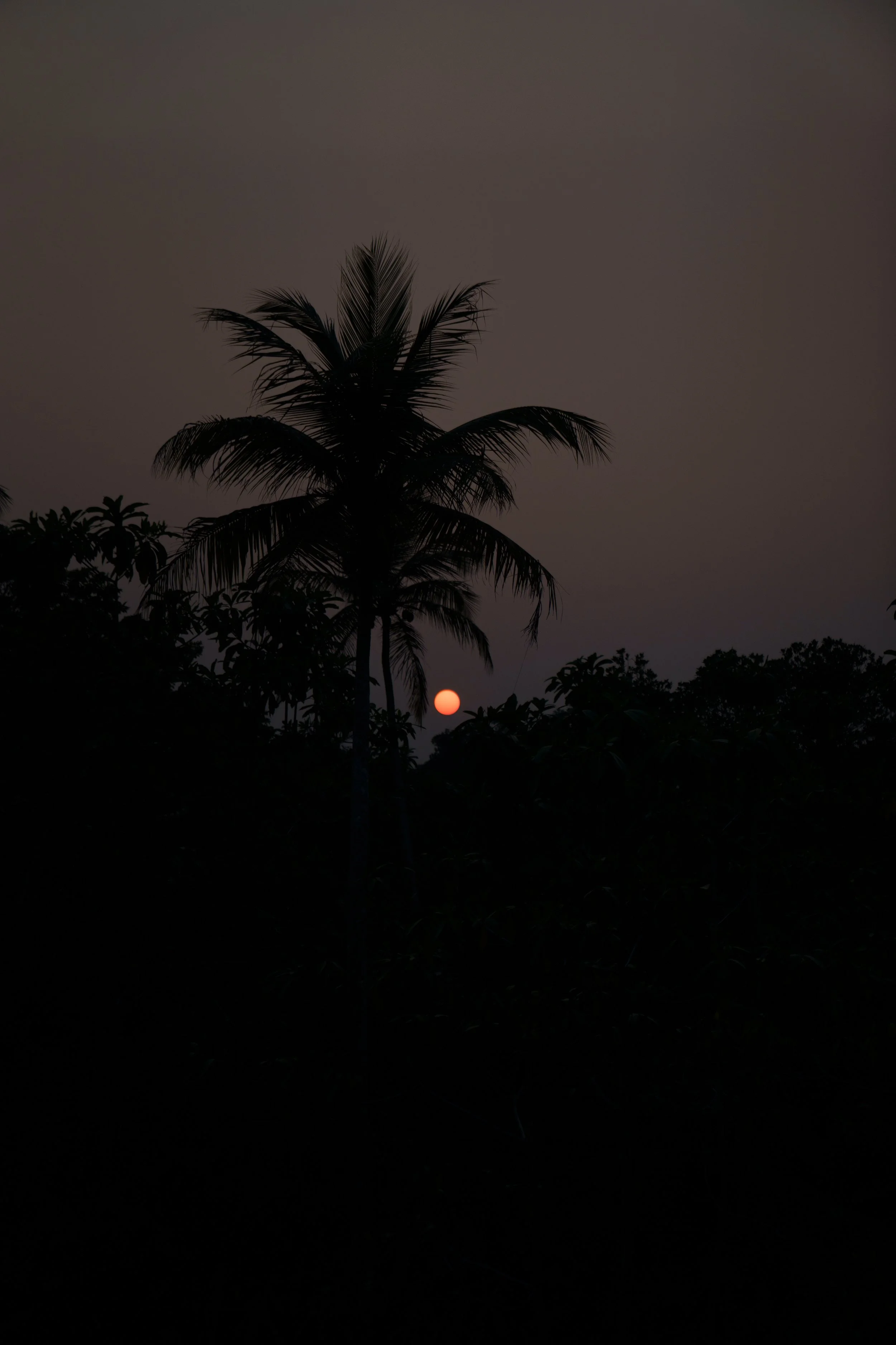 Sonnenuntergang hinter Palmen bei Dämmerung