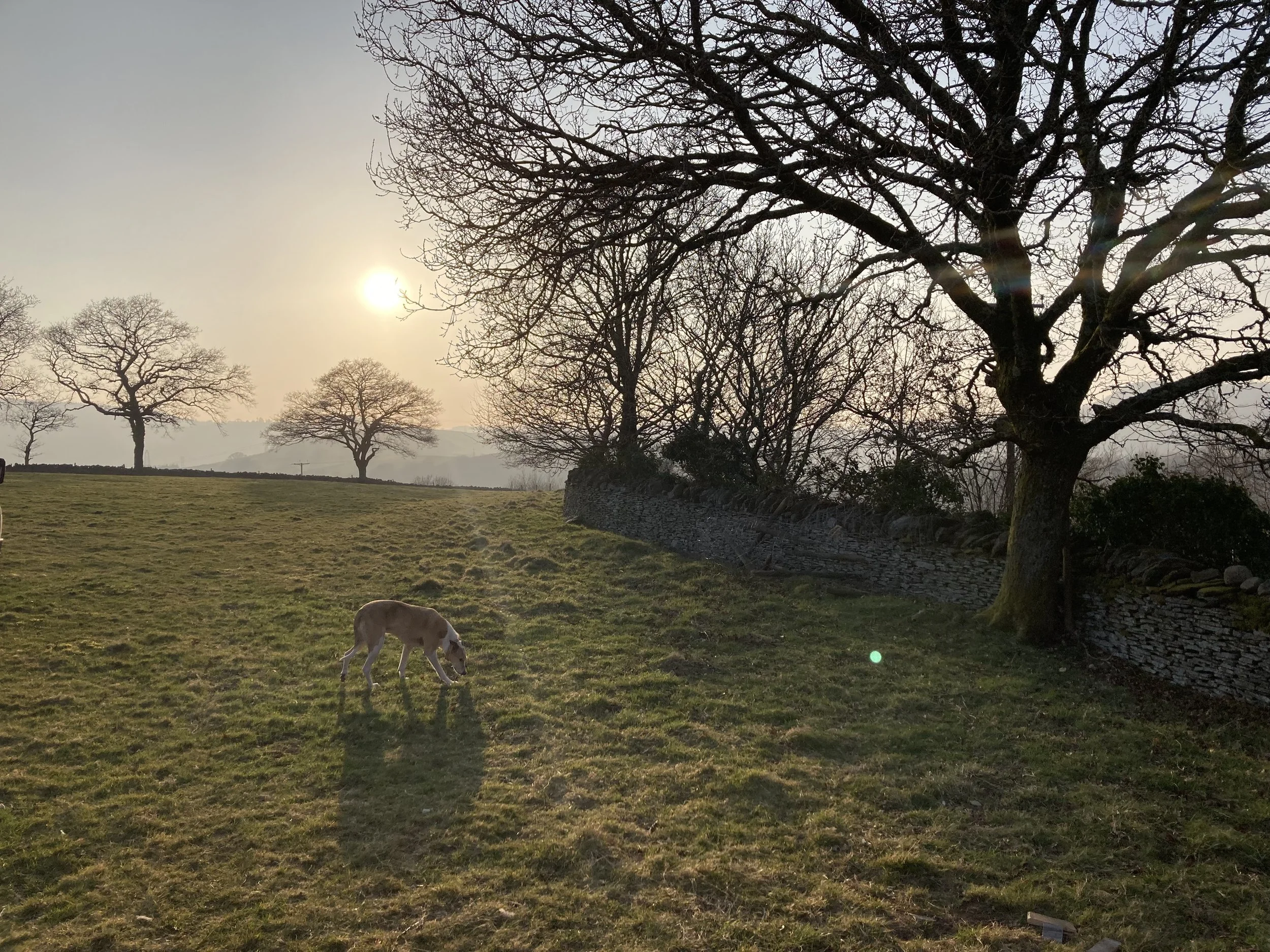 A sun setting or rising over a hillside, with leafless trees and a small horse grazing on green grass in the foreground.