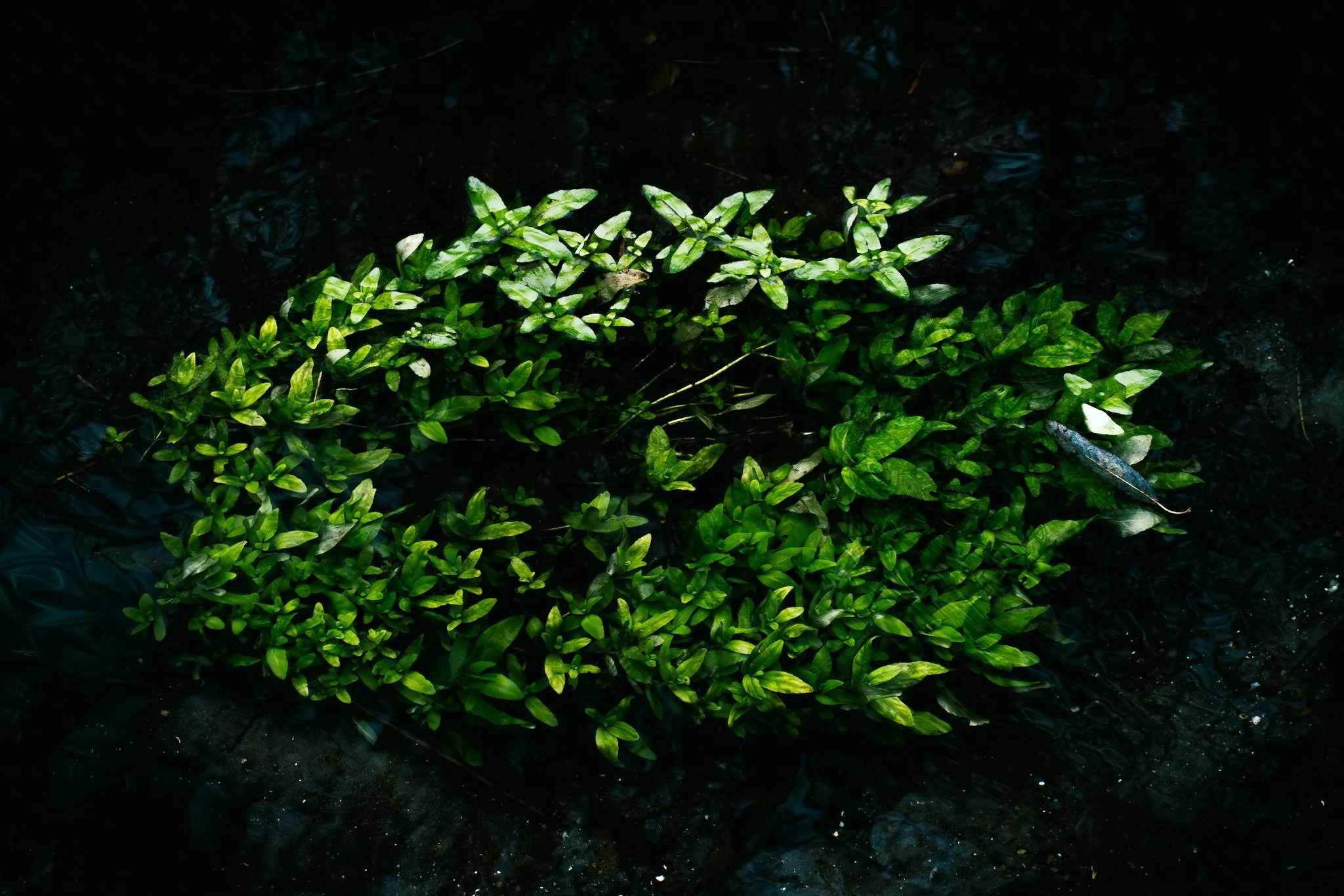 HG150627-2 (1)_Original.jpeg