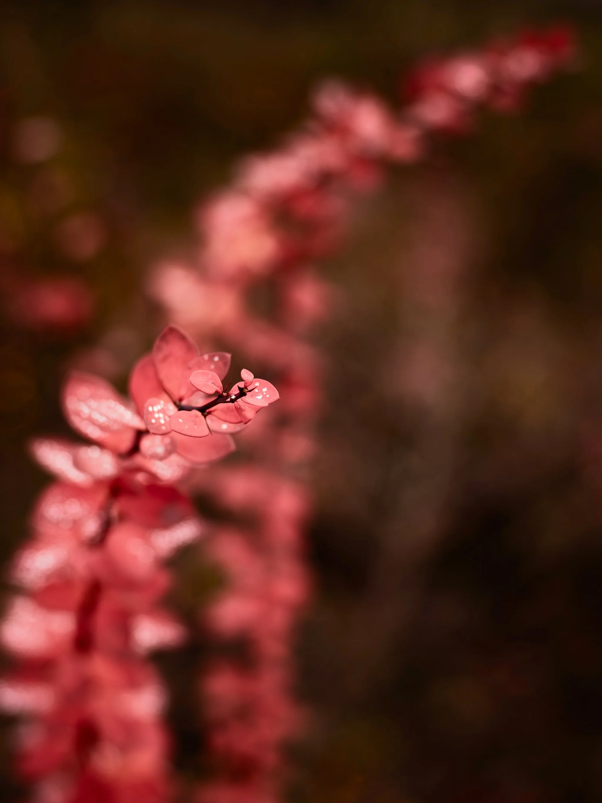 HG090438 (1)_Original.jpeg