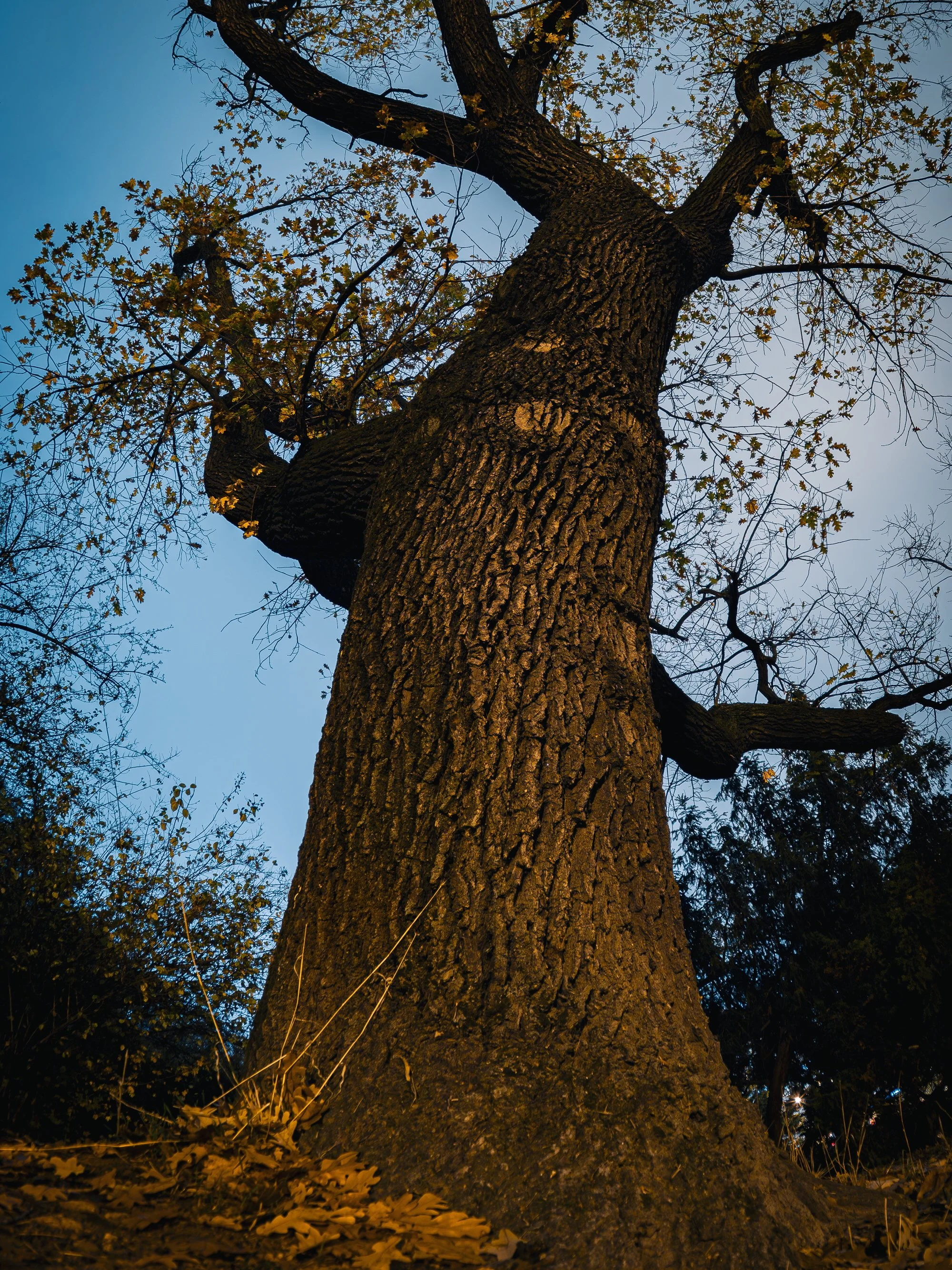 HG140133-3 (1)_Original.jpeg