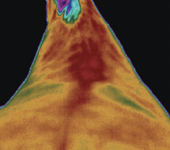 Whole body vibration revalidatie Vitafloor VM1 VM2 VM3 stalmodel vrijstaand trillingstherapie onderzoek Horse Control