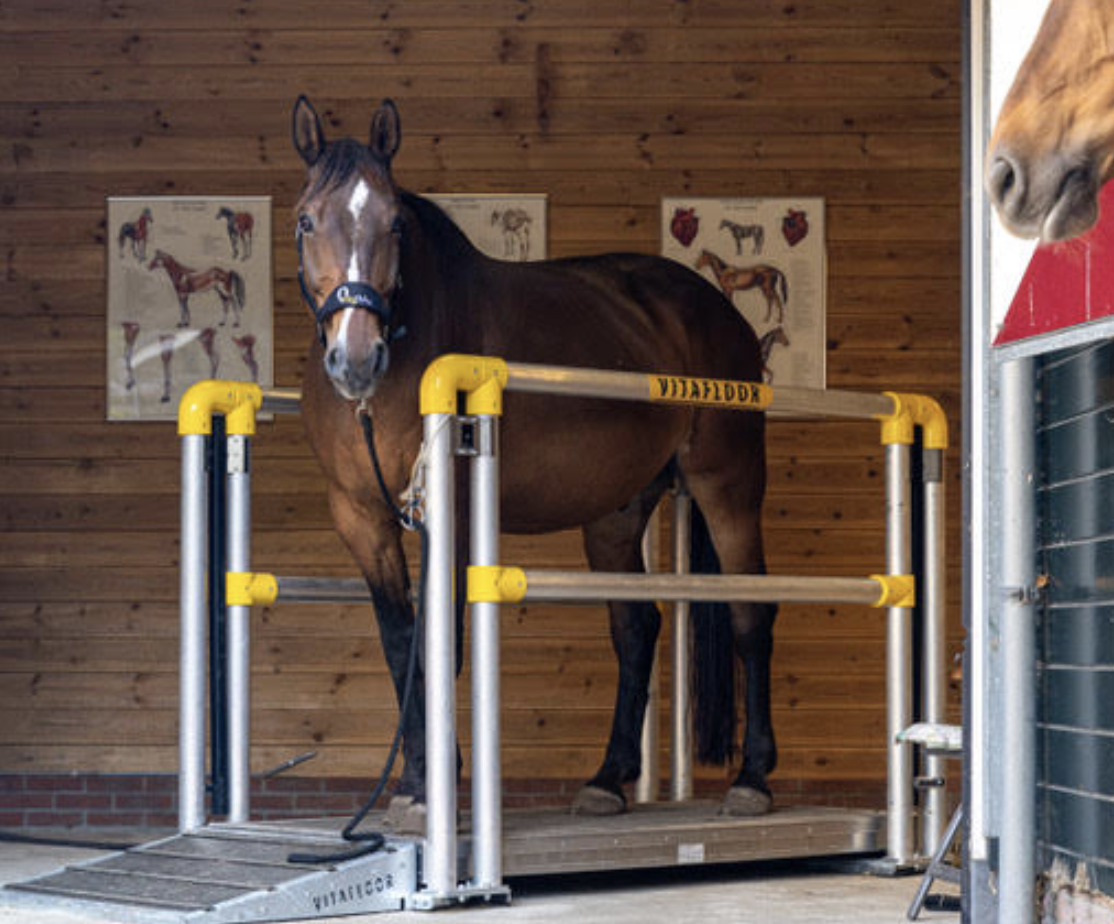 Een paard op een vrijstaand Vitafloor model ook te huren.